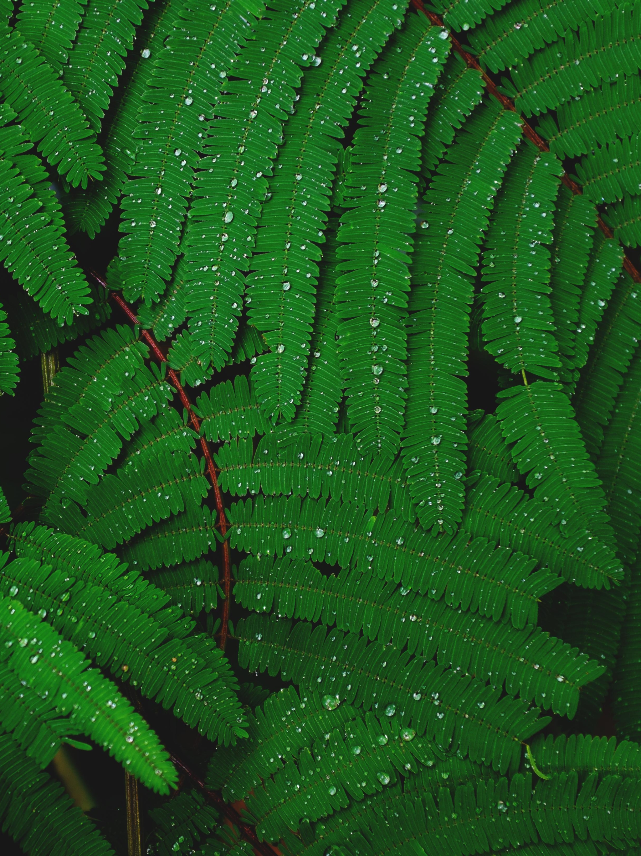 Download mobile wallpaper Fern, Close Up, Earth, Dew, Water Drop for free.