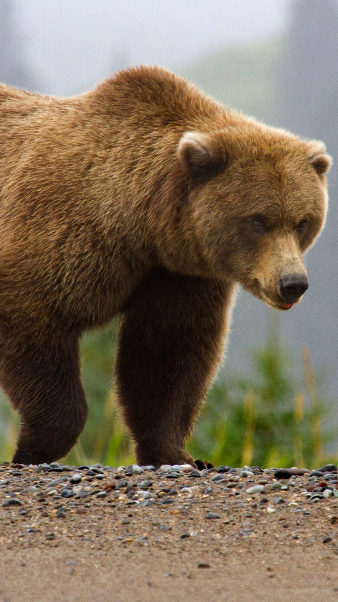 Handy-Wallpaper Tiere, Bären, Bär kostenlos herunterladen.