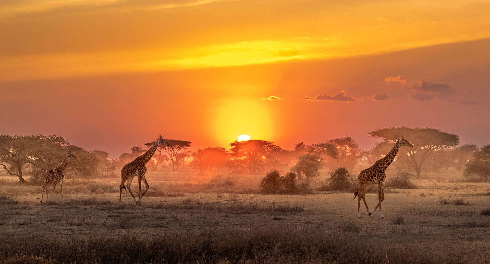 Download mobile wallpaper Sunrise, Animal, Giraffe, Africa, Savannah for free.