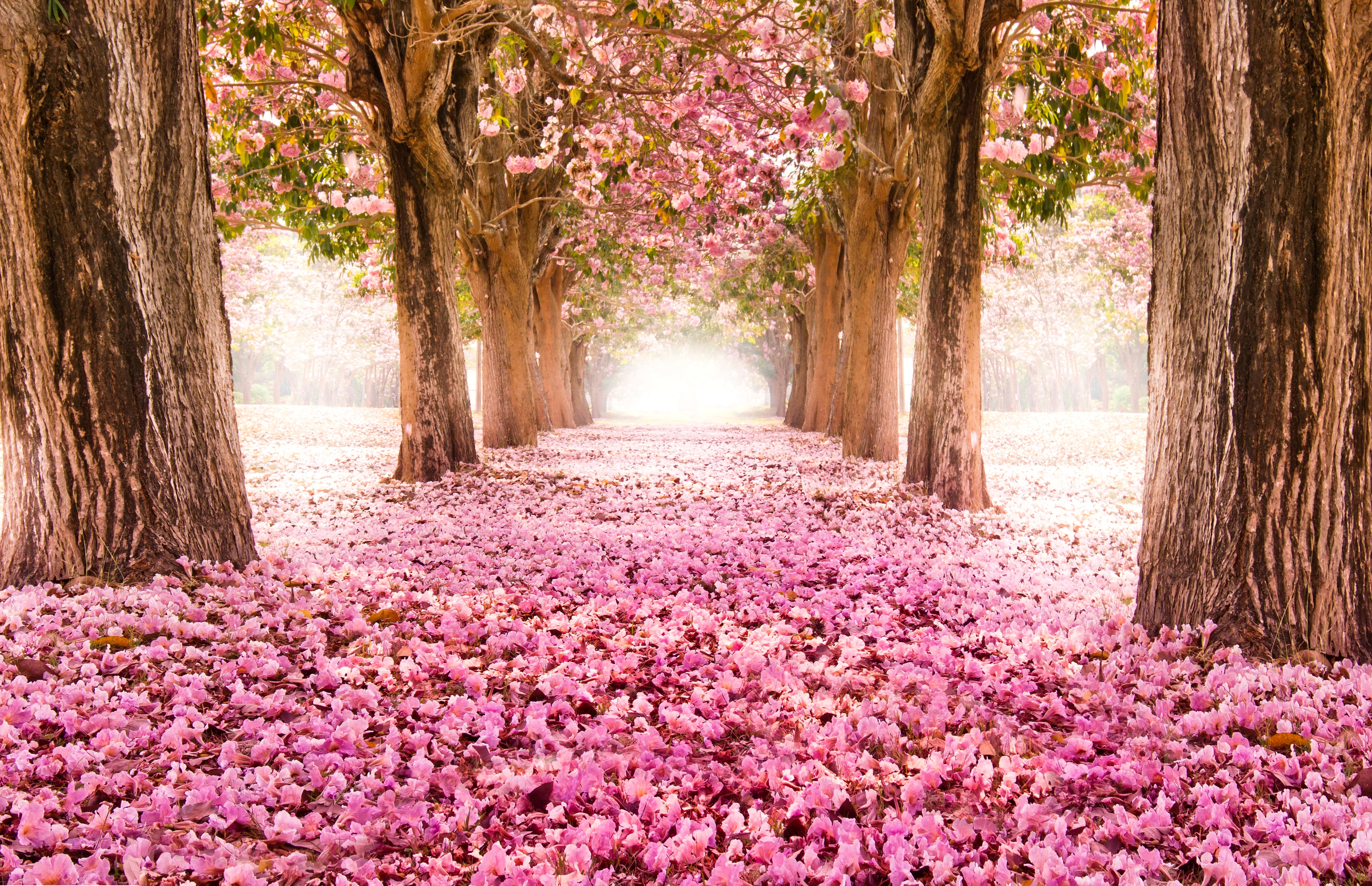1522395 завантажити шпалери рожева квітка, весна, сакура, цвітіння, парк, земля, дерево - заставки і картинки безкоштовно