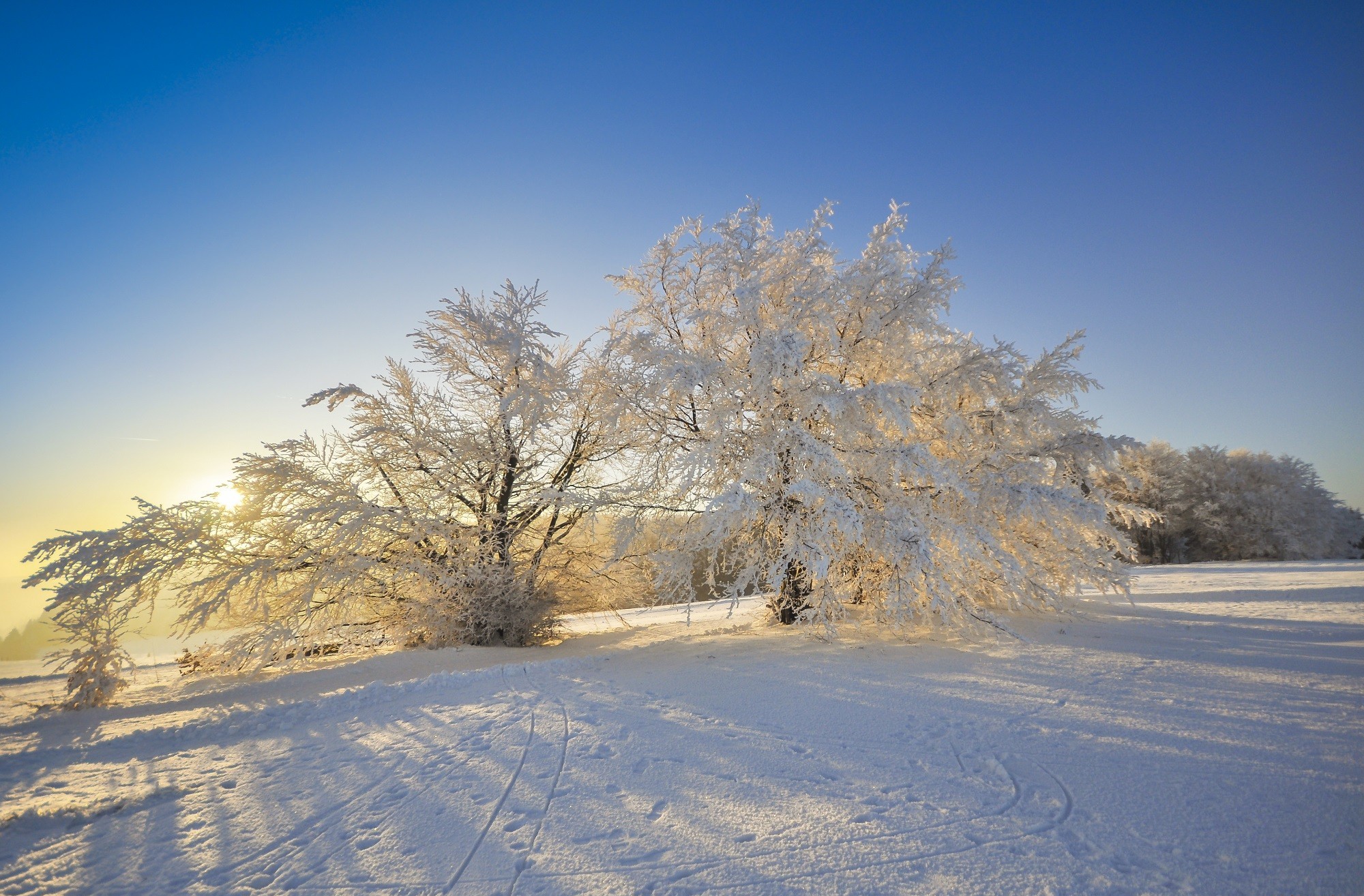Download mobile wallpaper Winter, Tree, Earth for free.