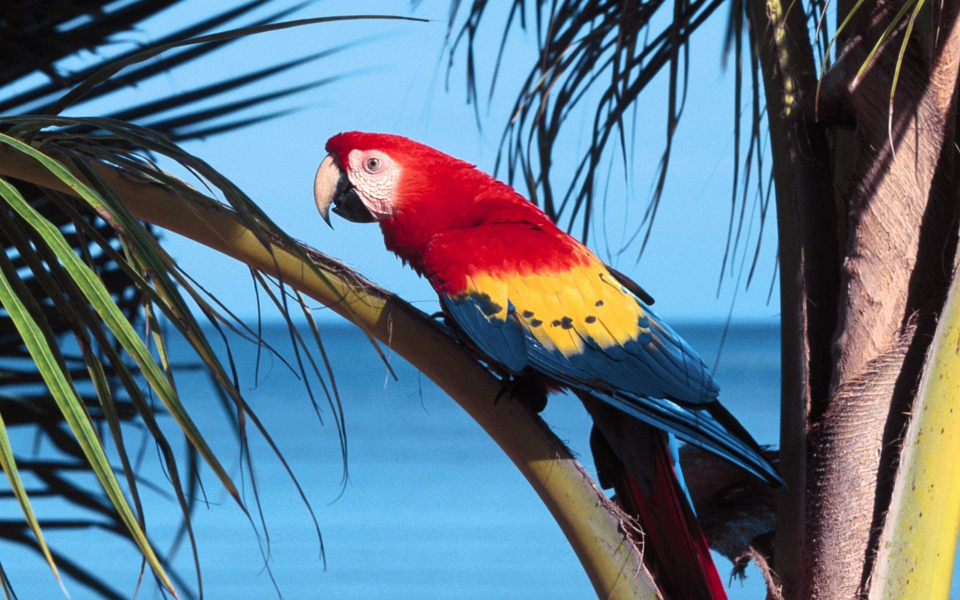 Download mobile wallpaper Scarlet Macaw, Bird, Birds, Animal for free.