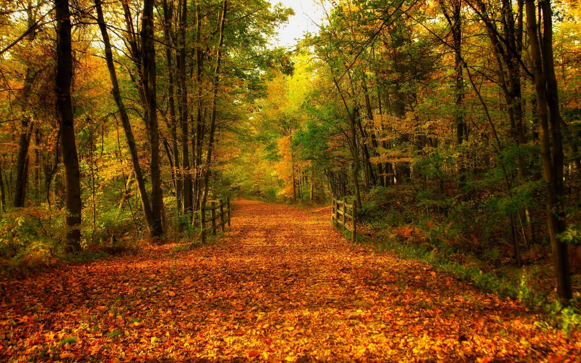 Téléchargez gratuitement l'image Automne, Terre/nature sur le bureau de votre PC