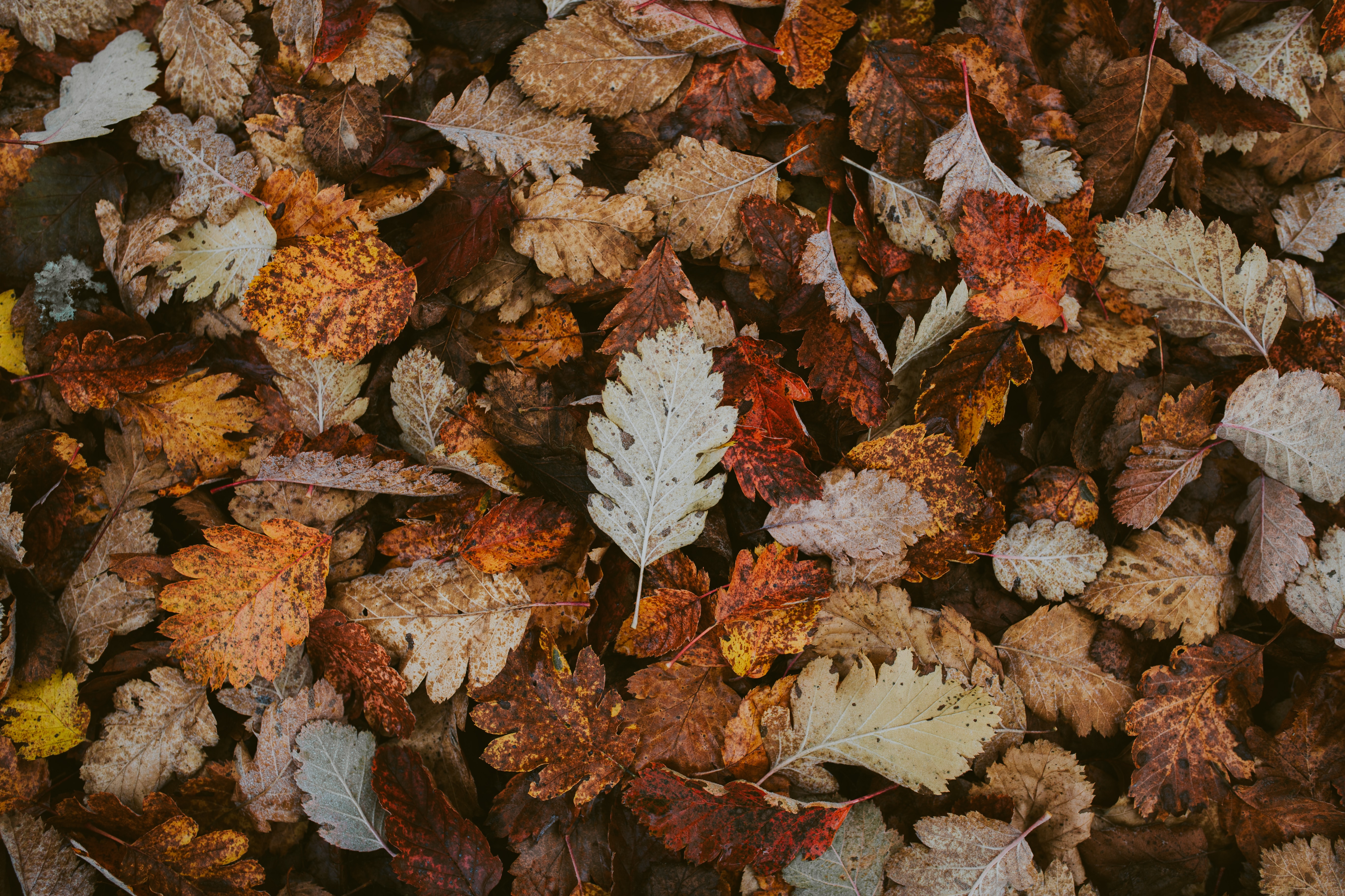 Скачать картинку Природа, Опавший, Сухой, Листва, Осень, Листья в телефон бесплатно.