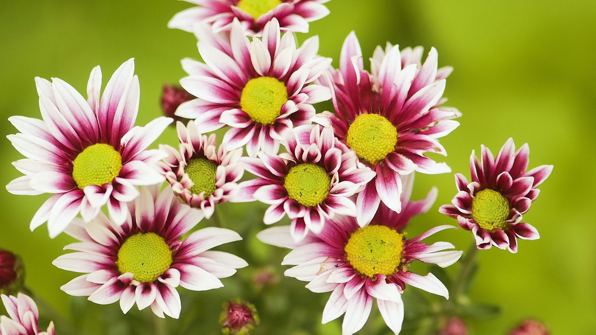 Téléchargez gratuitement l'image Fleur, Terre/nature sur le bureau de votre PC