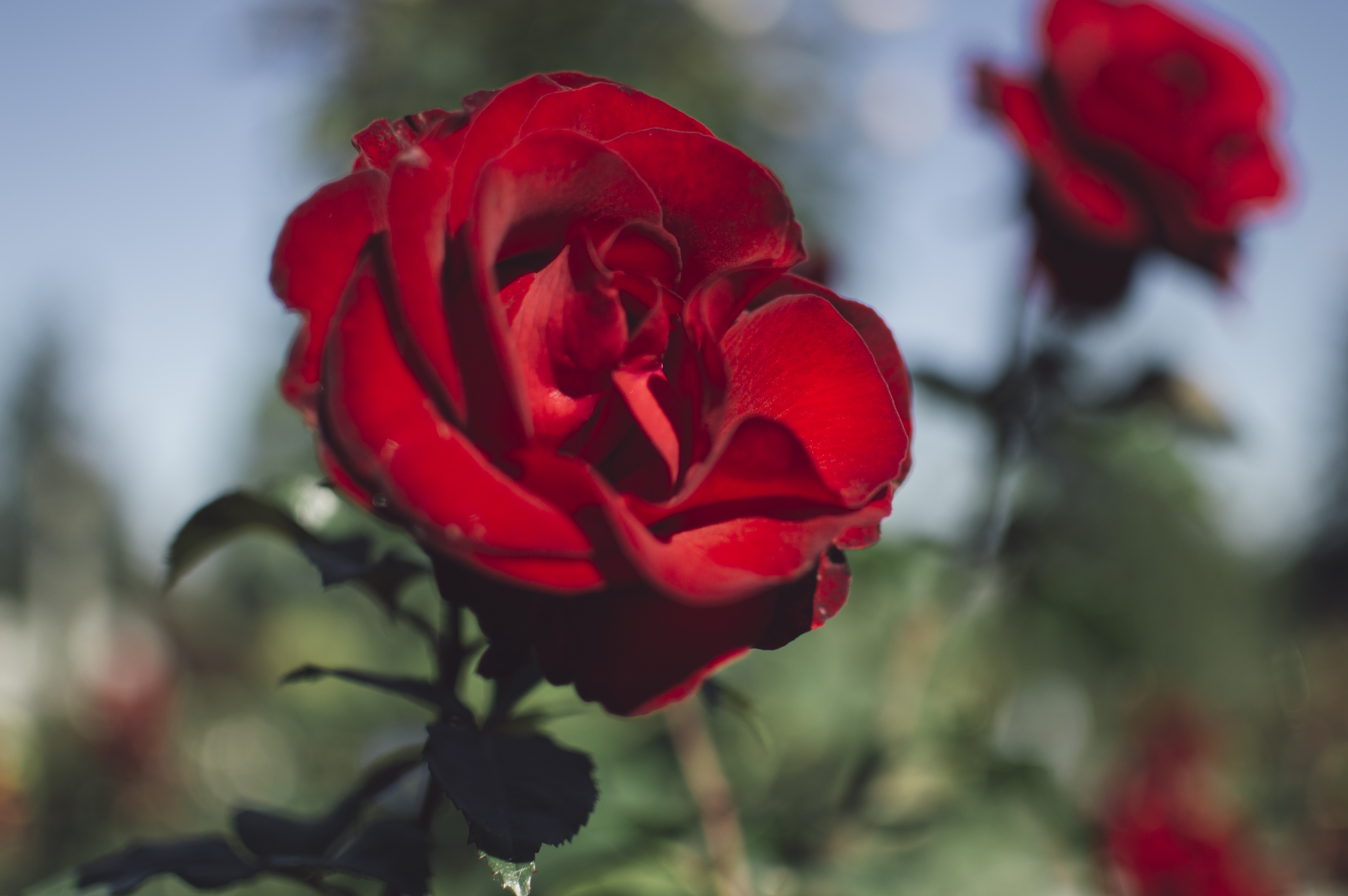 74347 télécharger l'image fleurs, rose, rouge, fleur, sombre, une rose, saturé - fonds d'écran et économiseurs d'écran gratuits