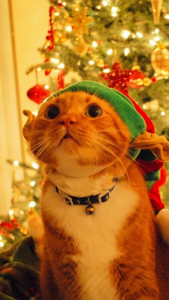 Descarga gratuita de fondo de pantalla para móvil de Navidad, Gato, Día Festivo, Árbol De Navidad, Humor, Adornos De Navidad, Sombrero De Santa.