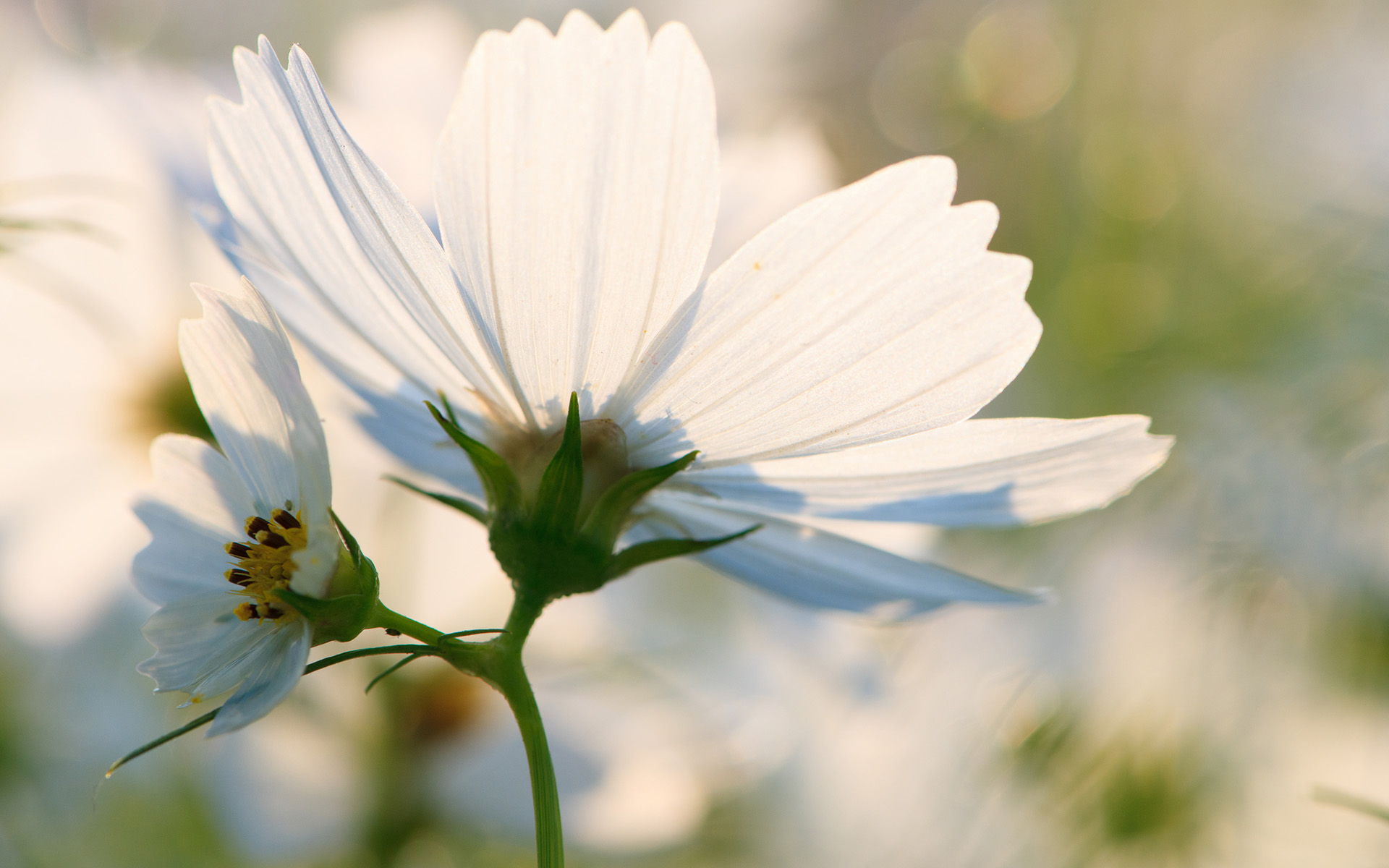 Téléchargez gratuitement l'image Fleurs, Fleur, Terre/nature sur le bureau de votre PC