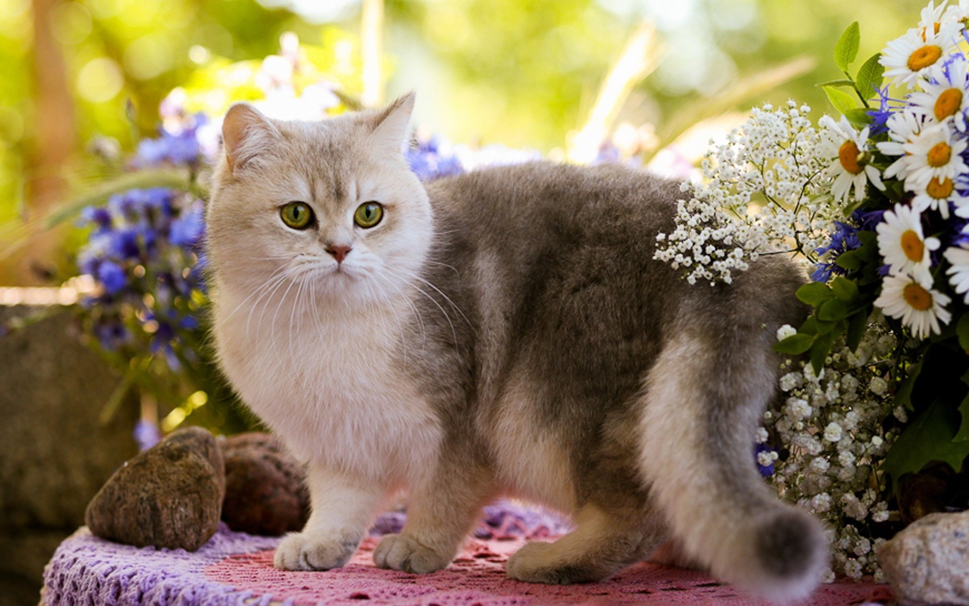 Baixar papel de parede para celular de Animais, Gatos, Flor, Gato, Flor Branca gratuito.