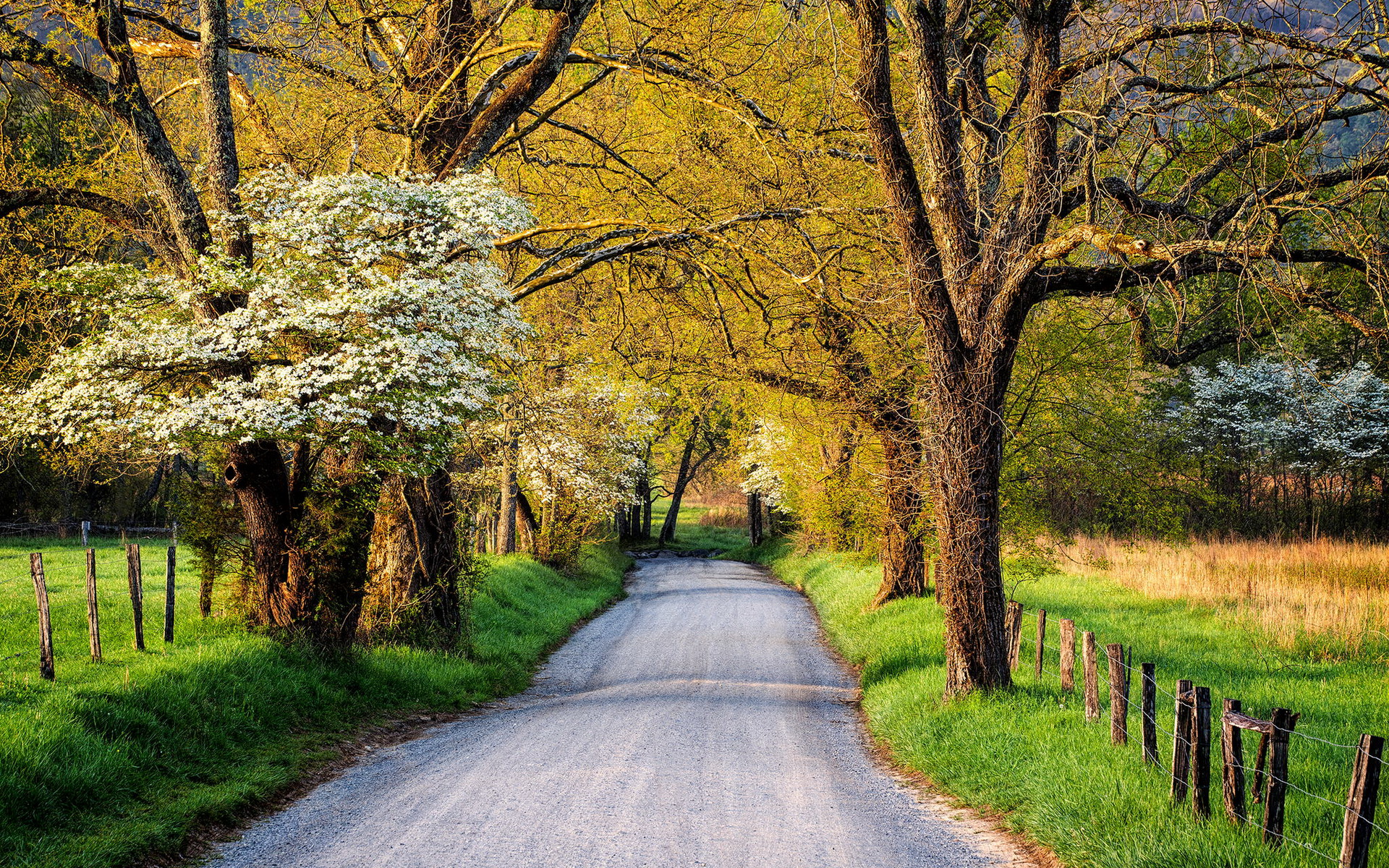 spring, country, man made, road, blossom, tree