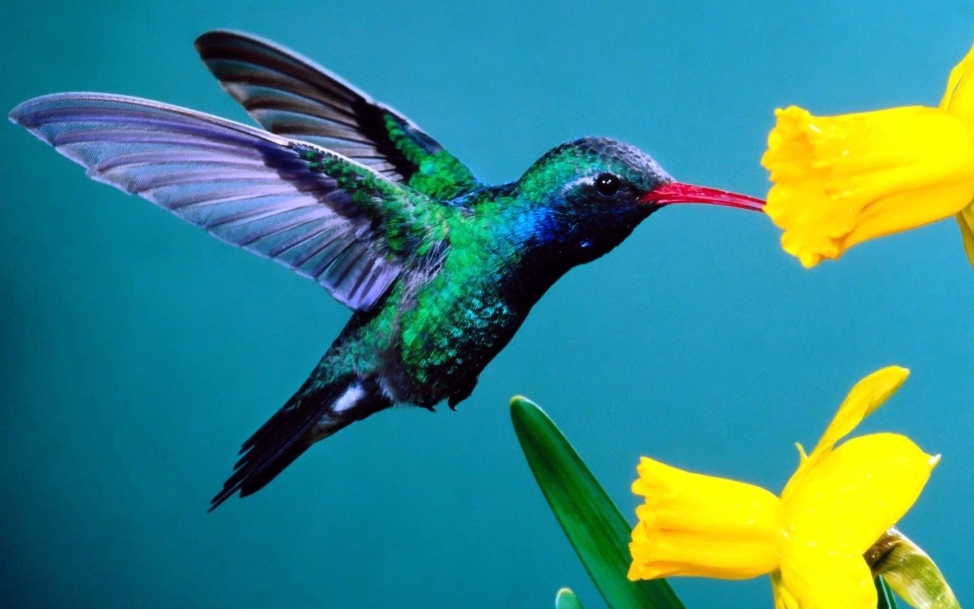 Free download wallpaper Flowers, Animals, Humming Birds, Background on your PC desktop