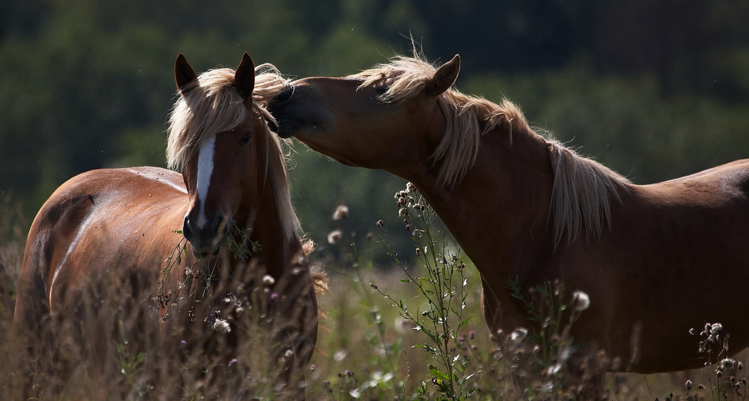 Handy-Wallpaper Tiere, Liebe, Hauspferd kostenlos herunterladen.