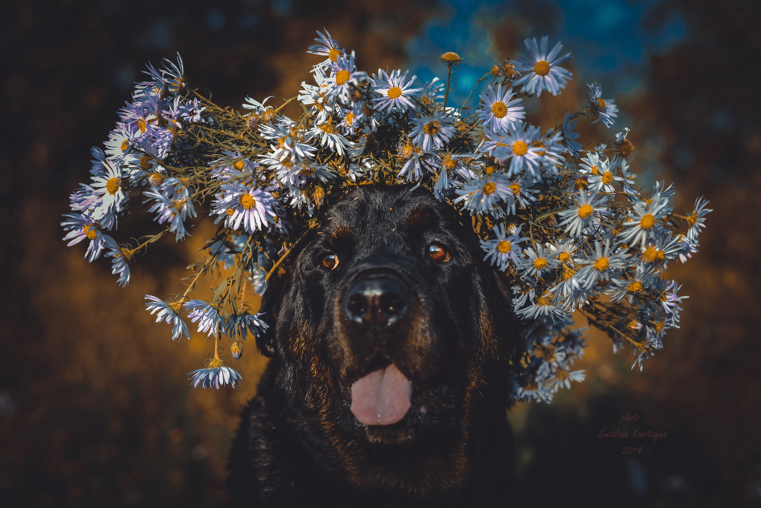 Free download wallpaper Animals, Flowers, Dog, Muzzle, Tongue Stuck Out, Protruding Tongue, Wreath on your PC desktop