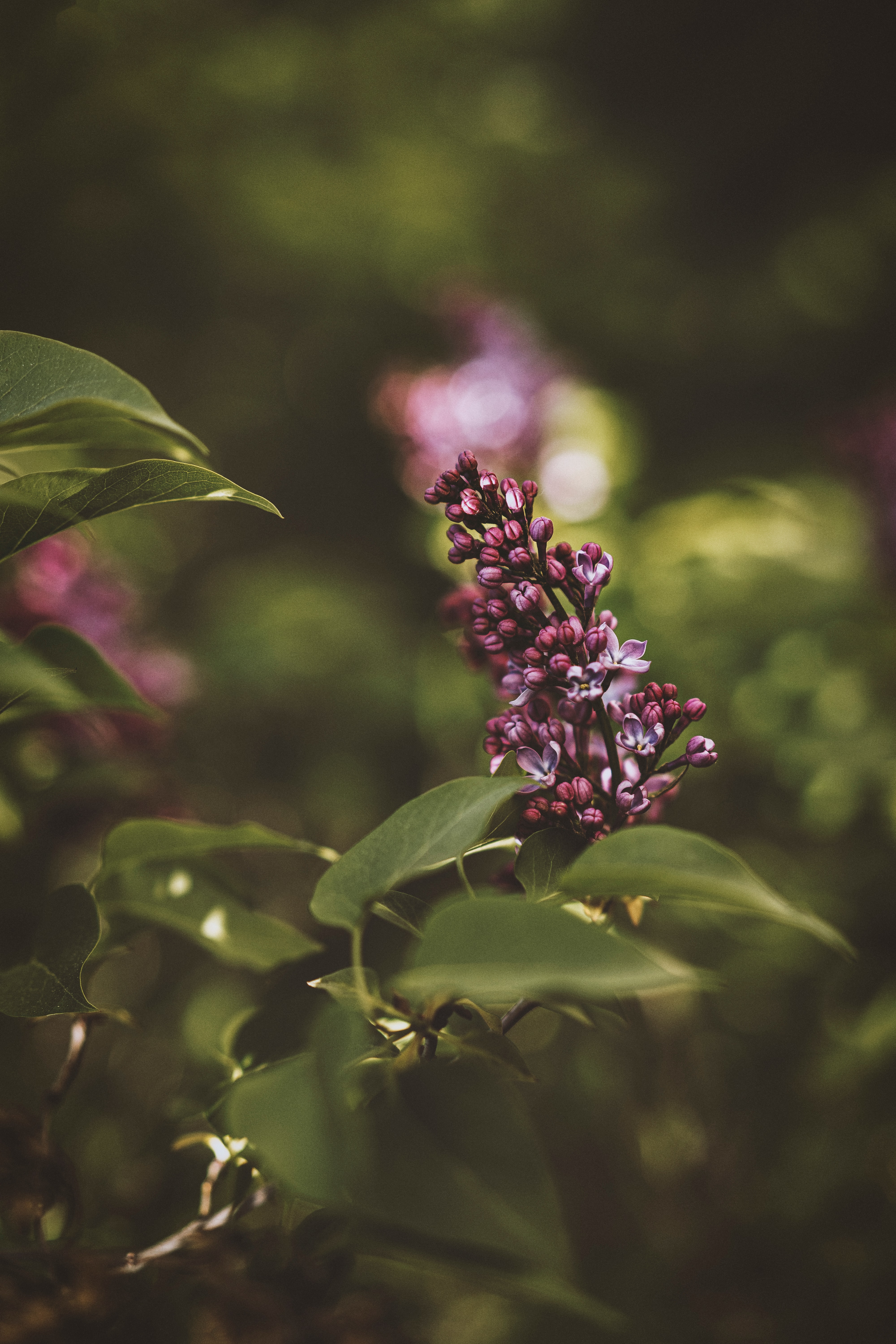 Free download wallpaper Lilac, Bush, Flower, Bloom, Flowering, Flowers on your PC desktop
