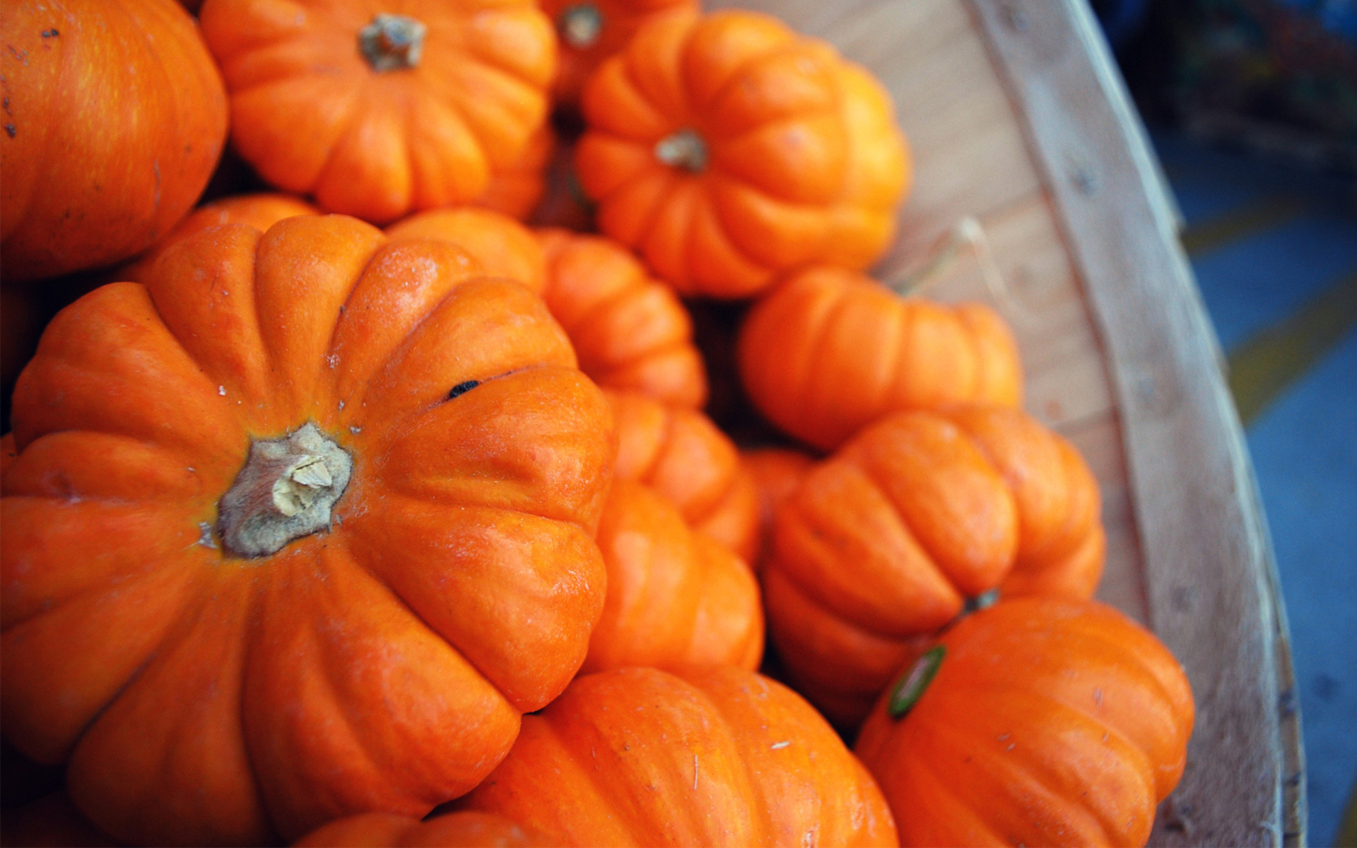 holiday, halloween, fall, pumpkin, thanksgiving