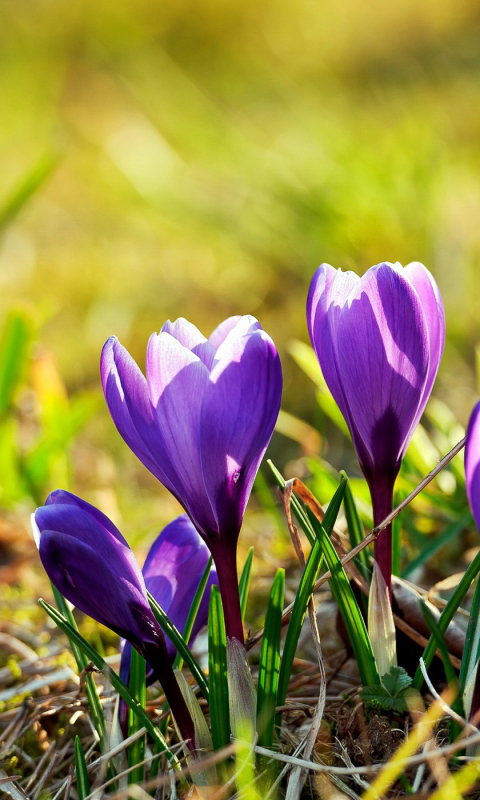 Handy-Wallpaper Blumen, Krokus, Erde/natur kostenlos herunterladen.