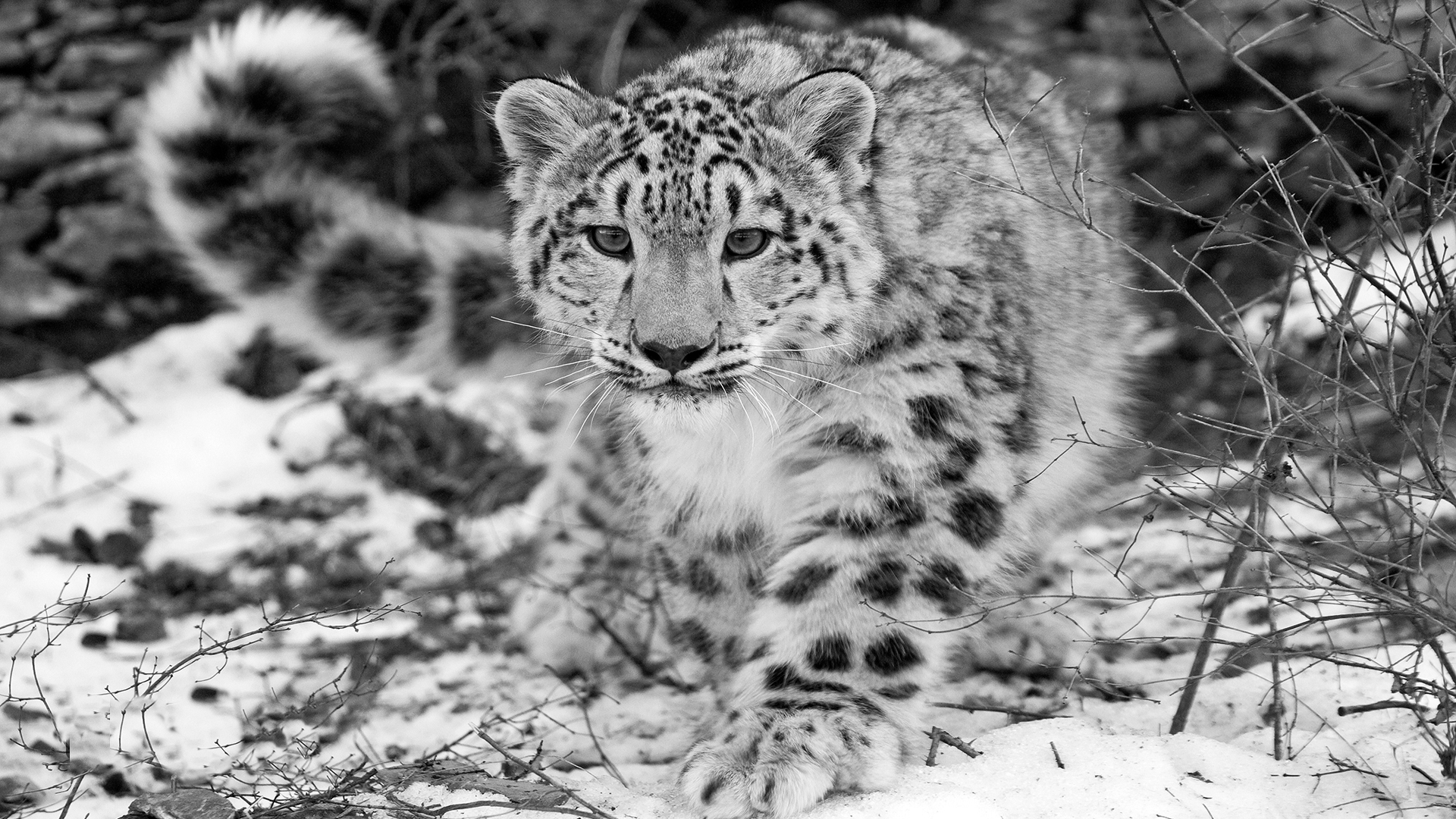 Download mobile wallpaper Snow Leopard, Black & White, Cats, Animal for free.