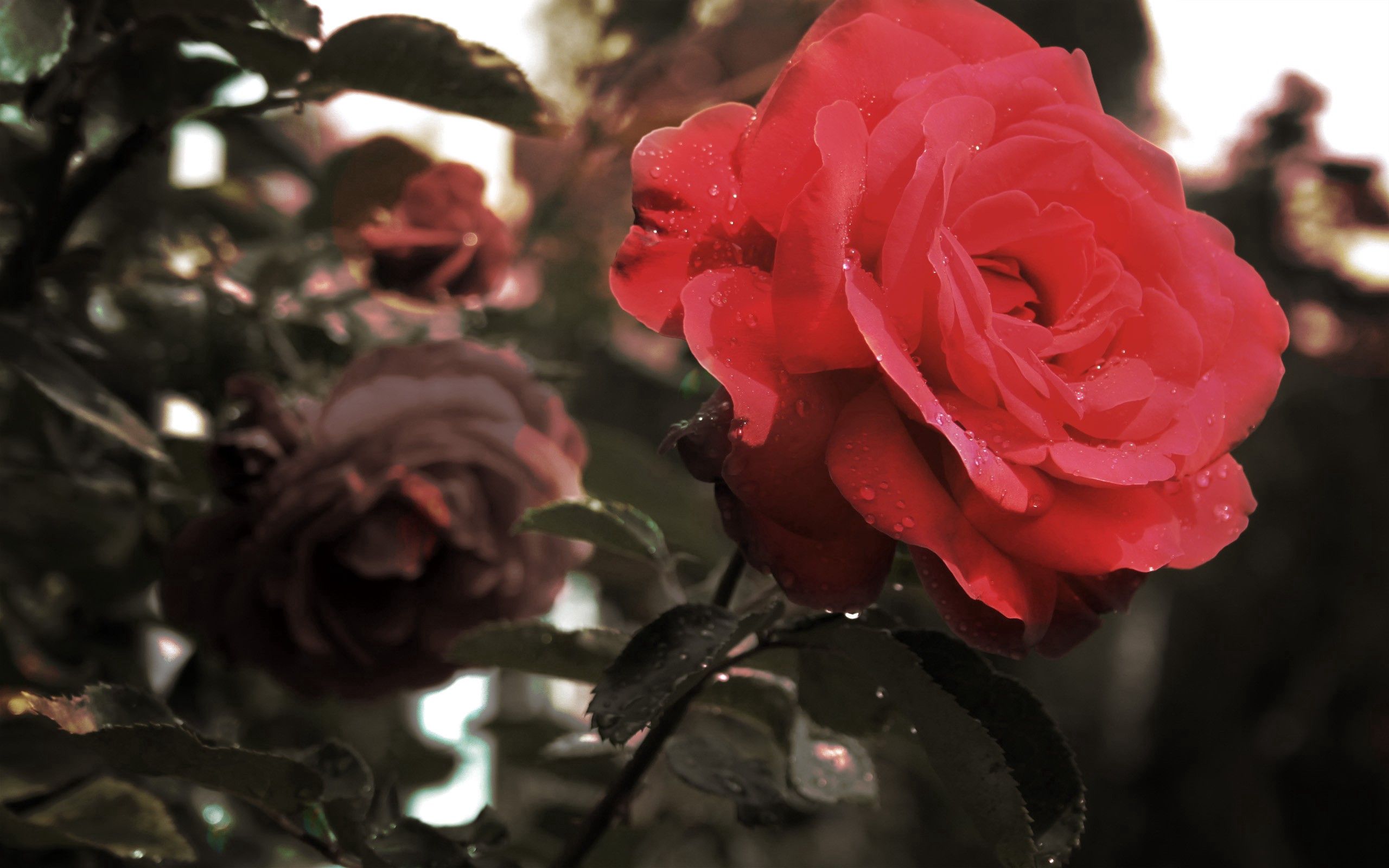 Téléchargez des papiers peints mobile Planter, Macro, Branche, Plante, Bourgeon, Rose, Fleur, Une Rose gratuitement.