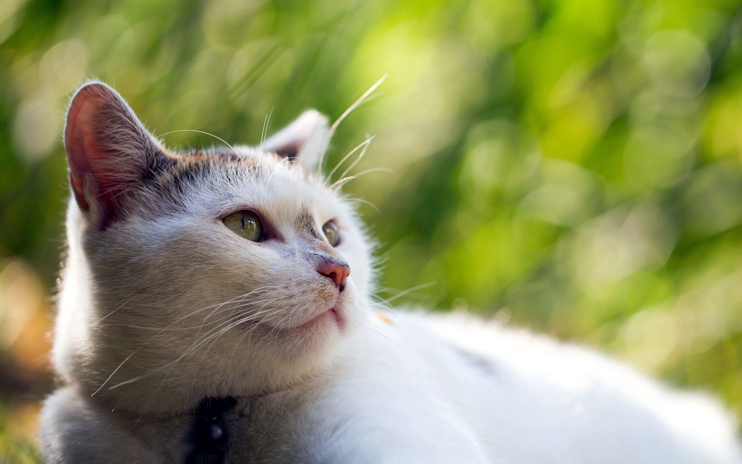Free download wallpaper Animals, Muzzle, Blur, Smooth, Opinion, Sight, Cat on your PC desktop