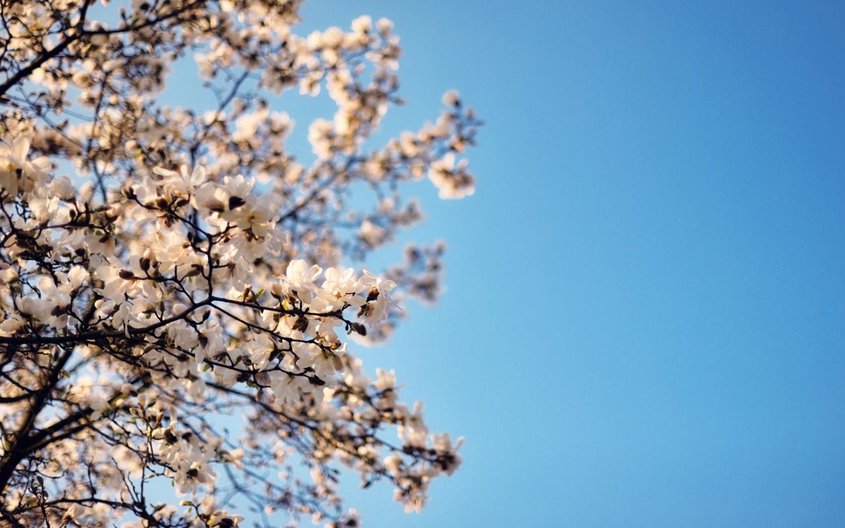 Завантажити шпалери безкоштовно Квіти, Небо, Дерево, Синій, Гілка картинка на робочий стіл ПК