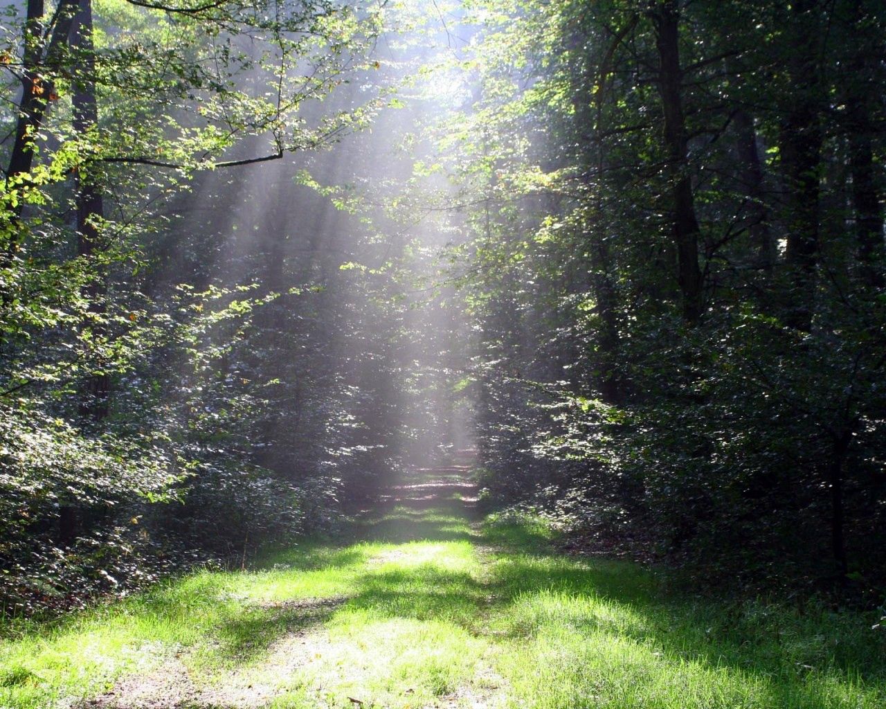 beams, sun, shine, trees, nature, grass, light, rays, forest, greens, path, trail HD wallpaper