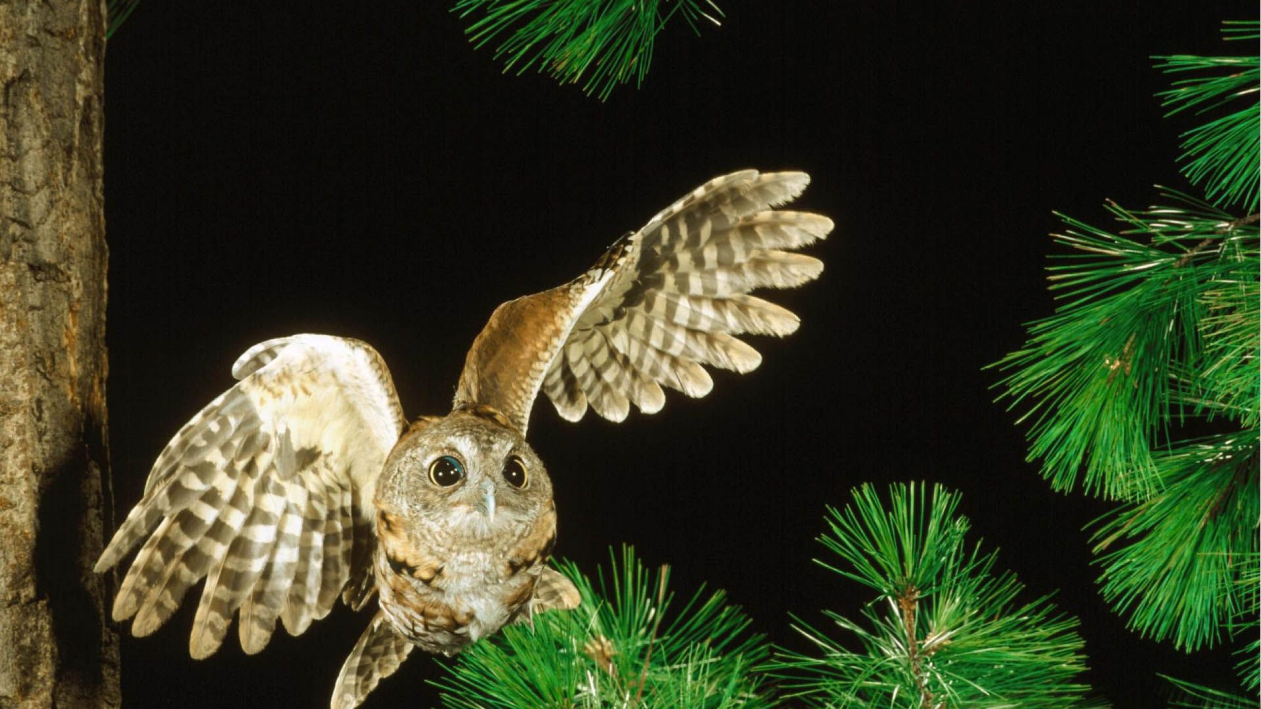 Téléchargez gratuitement l'image Hibou, Des Oiseaux, Animaux sur le bureau de votre PC