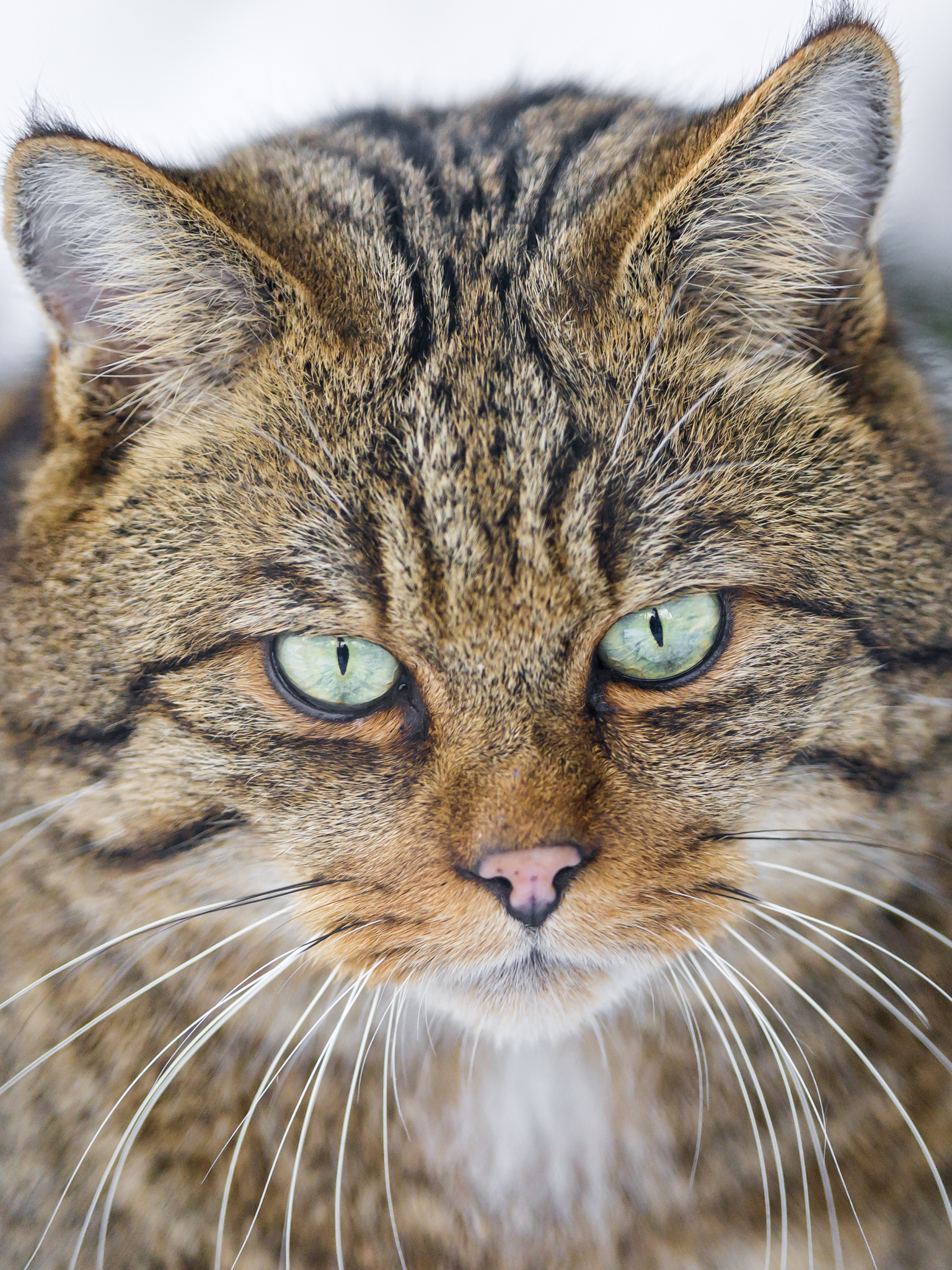 Baixar papel de parede para celular de Animais, Gatos, Gato, Fechar Se gratuito.