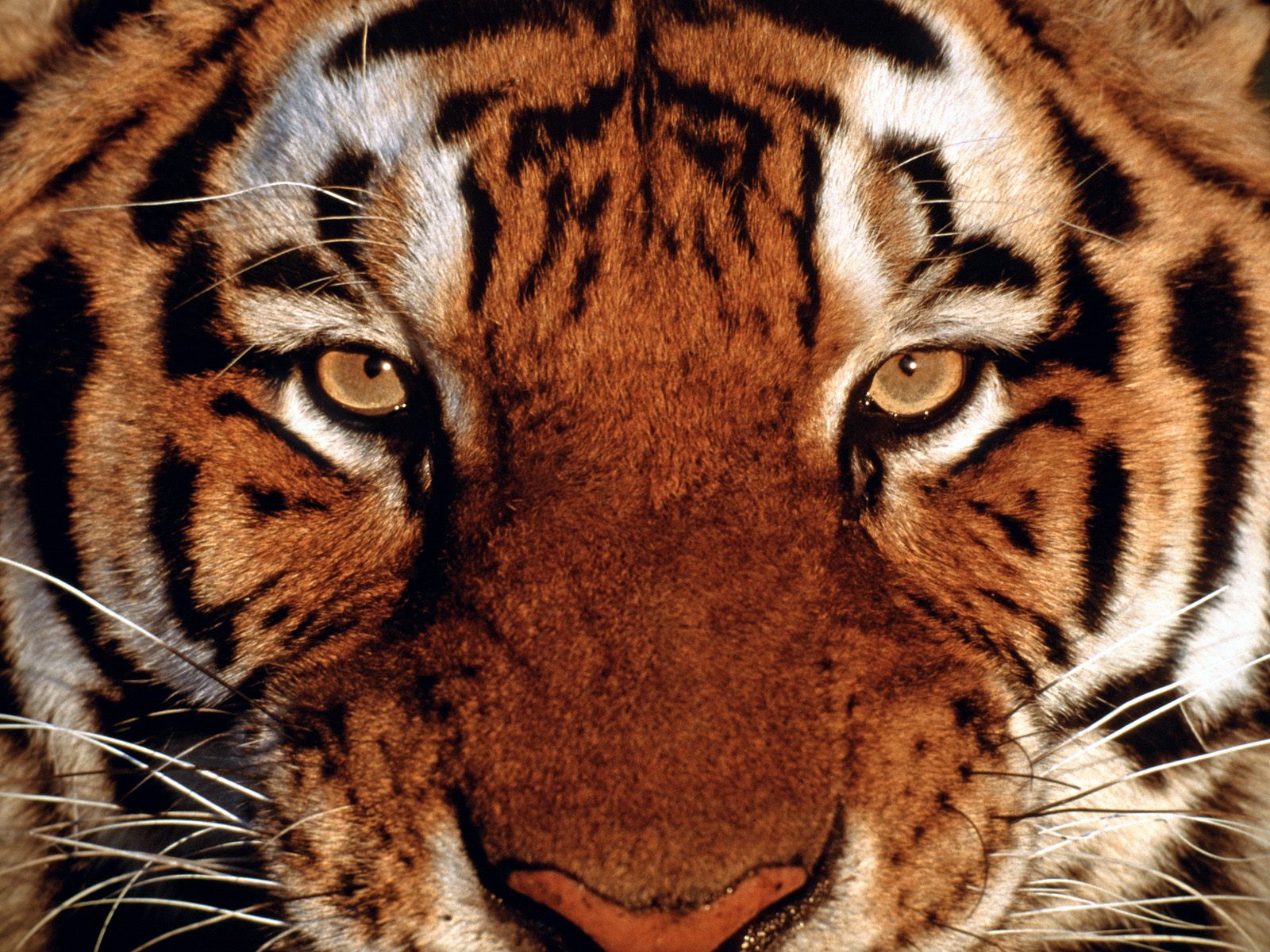 Baixe gratuitamente a imagem Gatos, Animais, Tigre na área de trabalho do seu PC