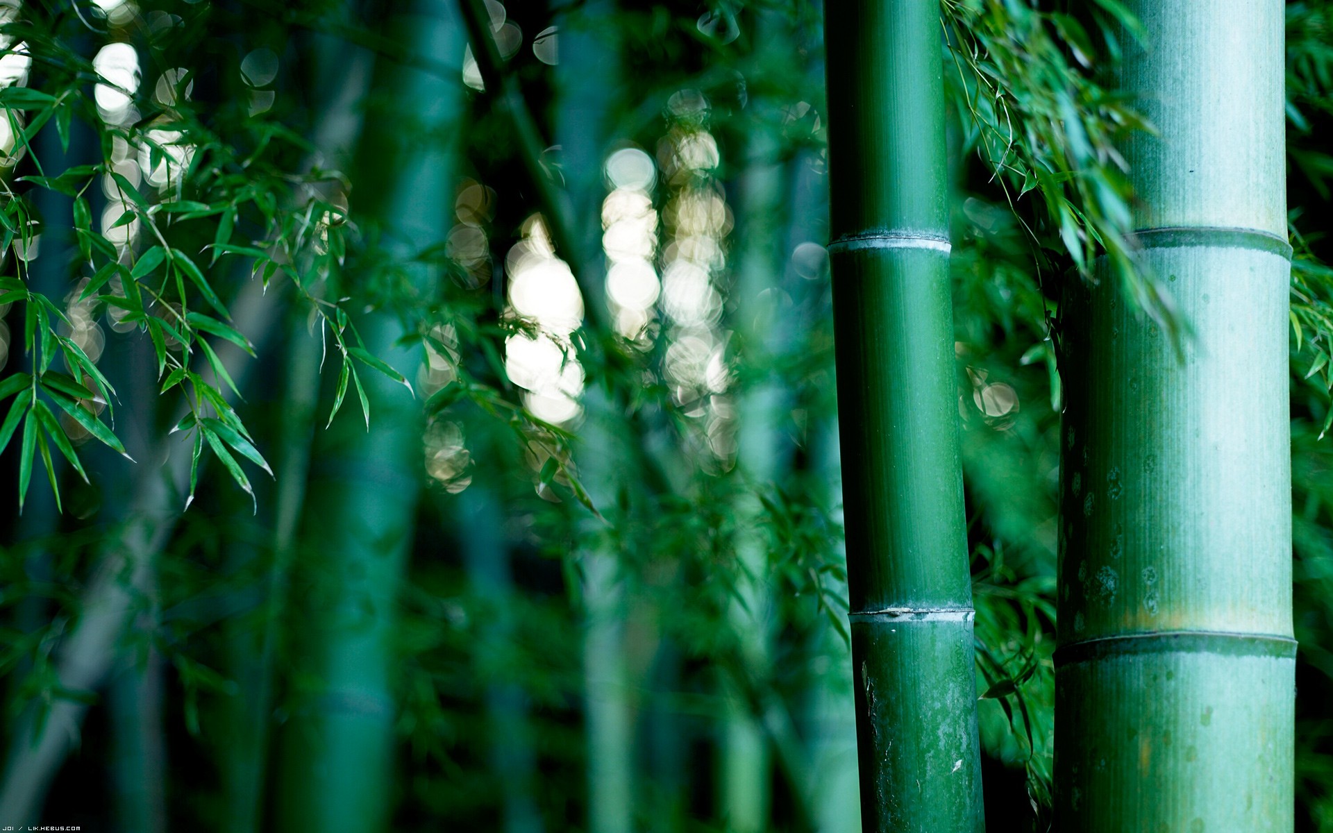 Descarga gratuita de fondo de pantalla para móvil de Bambú, Tierra/naturaleza.