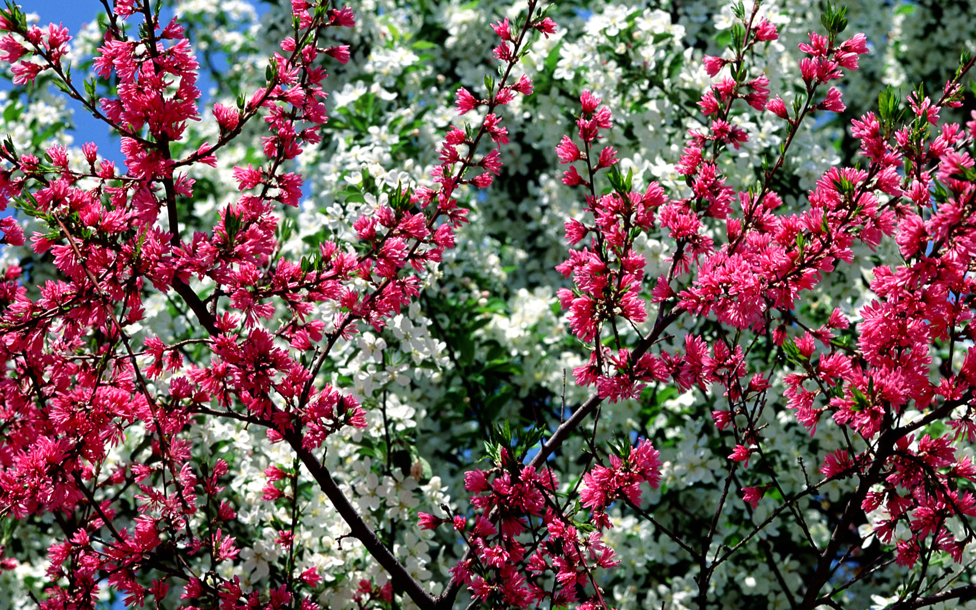 PCデスクトップに自然, フラワーズ, 木, 花, ブランチ, 地球, 白い花, ピンクの花画像を無料でダウンロード