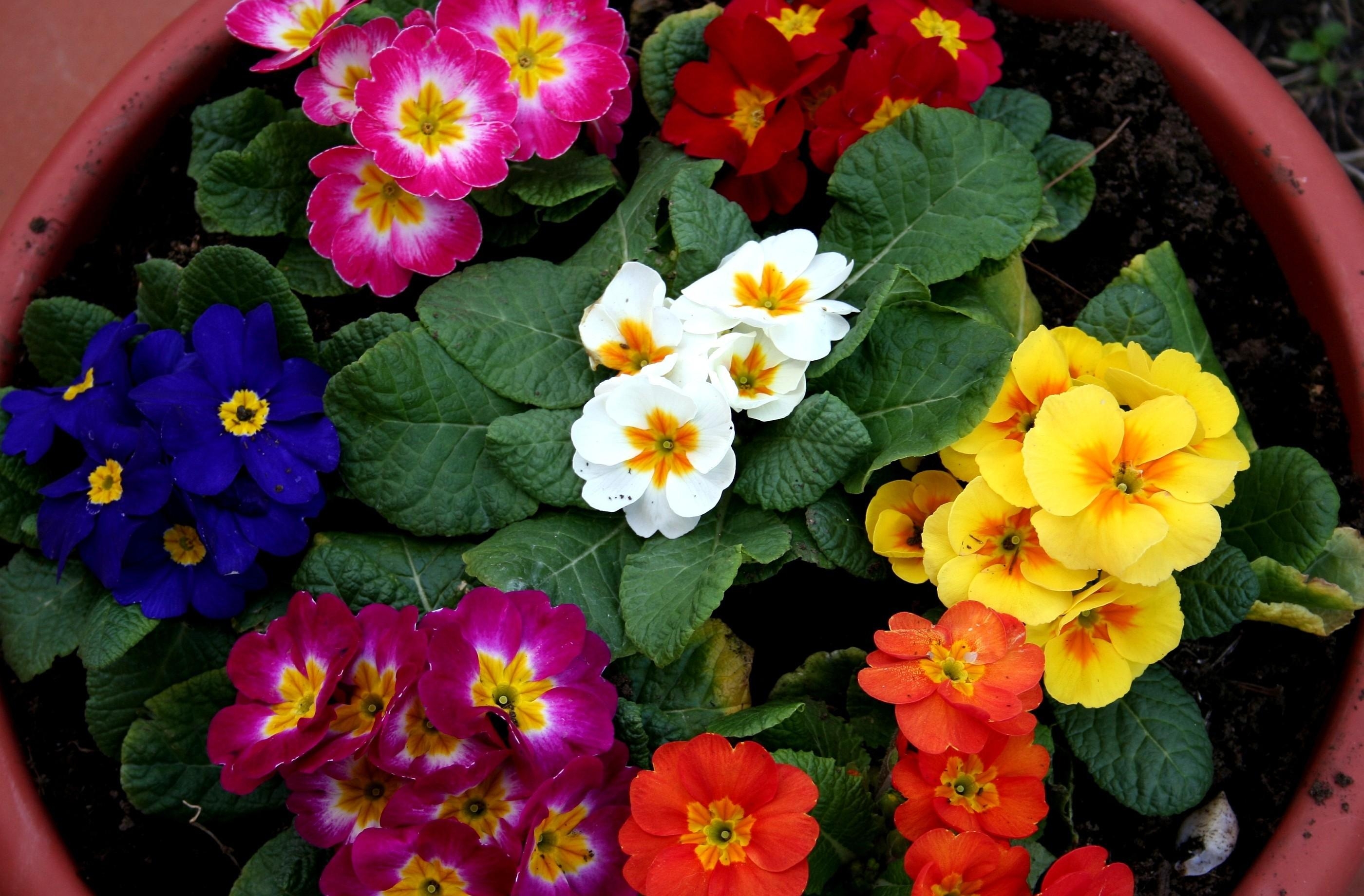 122317 baixar papel de parede flores, brilhante, multicolorido, primavera, panela, prímula - protetores de tela e imagens gratuitamente
