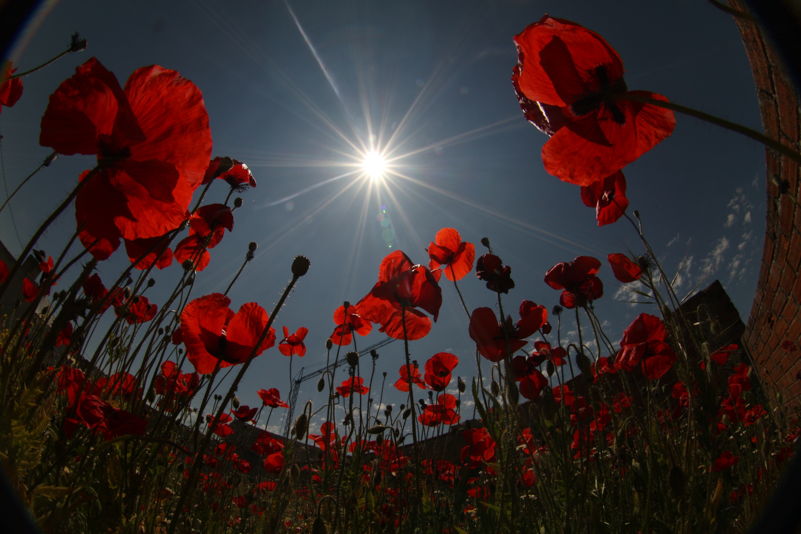 Descarga gratis la imagen Amapola, Flores, Tierra/naturaleza en el escritorio de tu PC