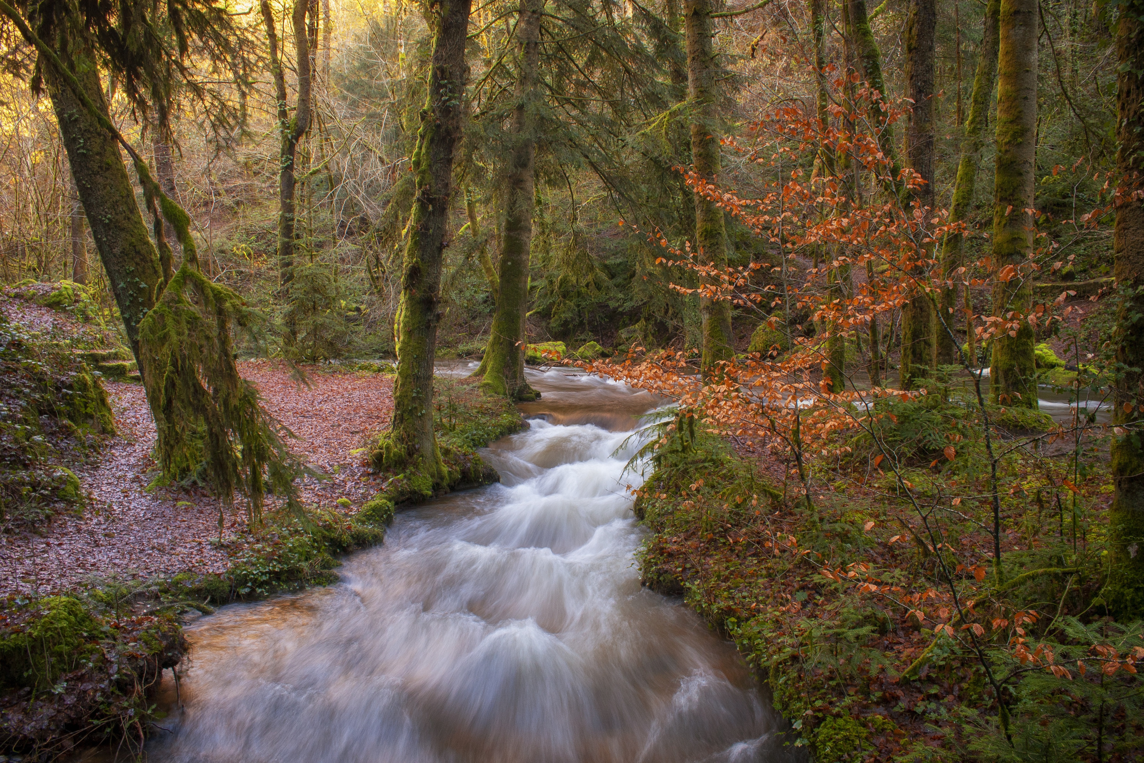 Descarga gratuita de fondo de pantalla para móvil de Naturaleza, Bosque, Chorro, Tierra/naturaleza.