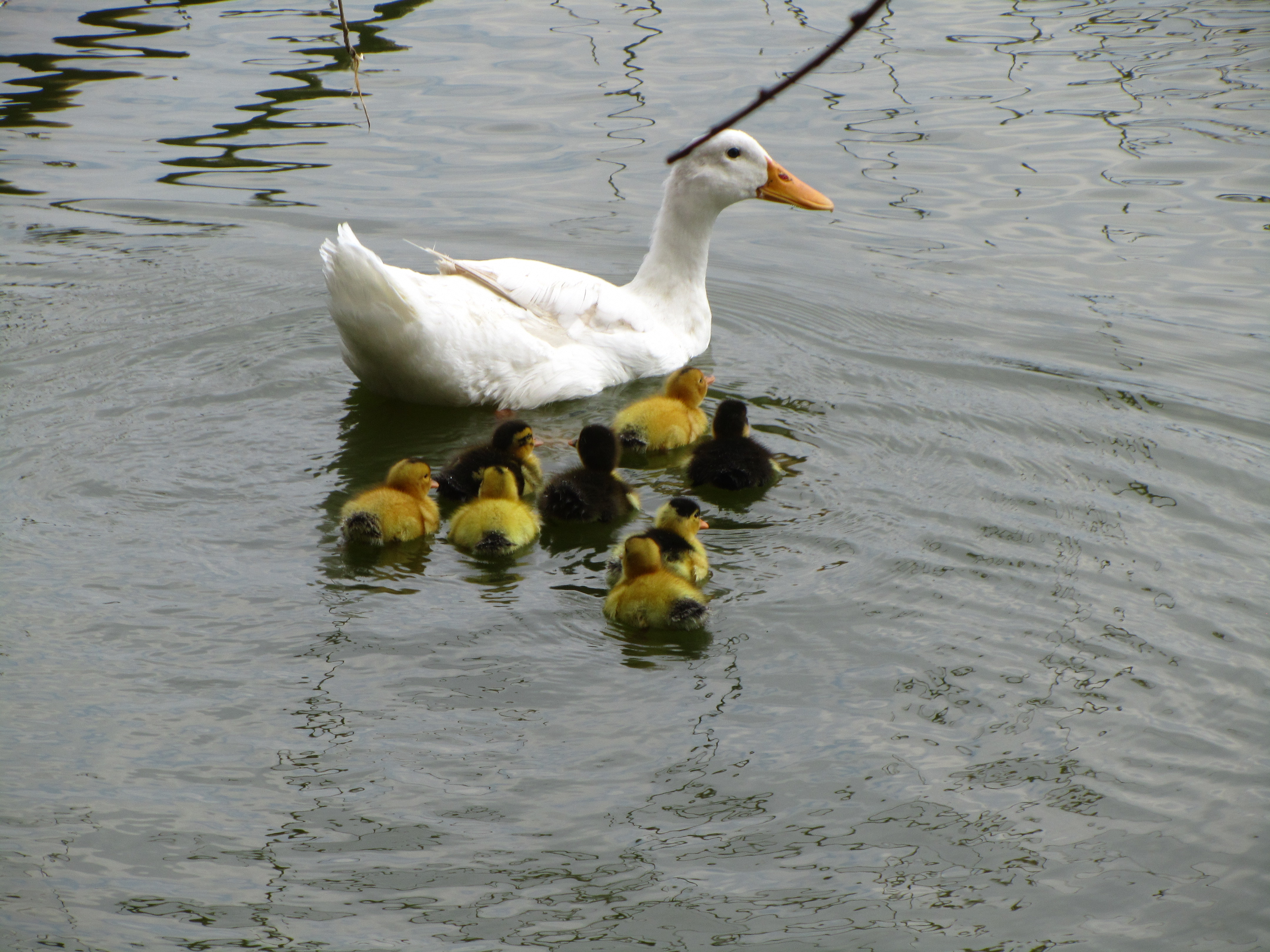 Handy-Wallpaper Tiere, Ente kostenlos herunterladen.