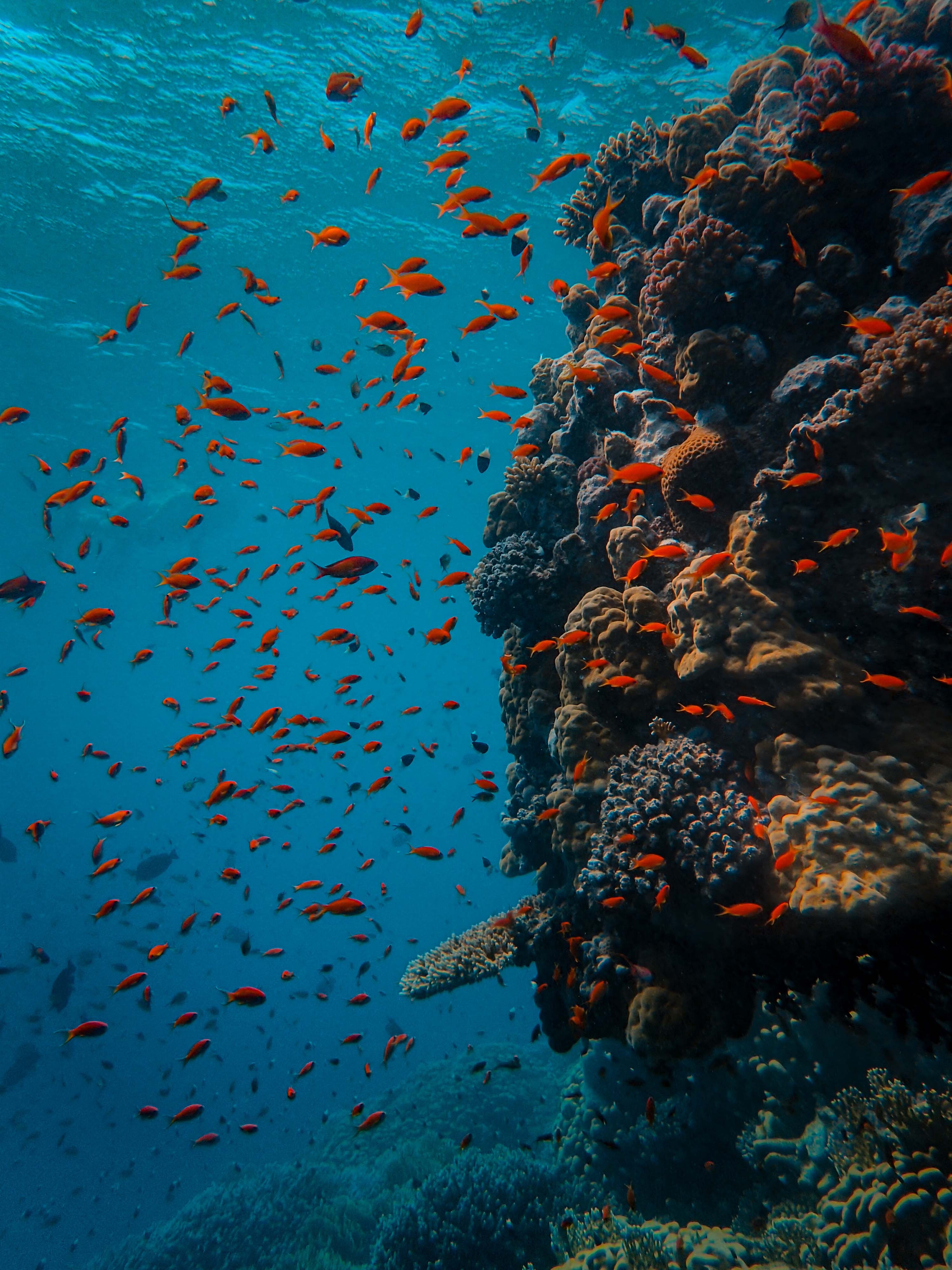 100123 скачать картинку подводный мир, рыбы, животные, океан, коралловый риф - обои и заставки бесплатно