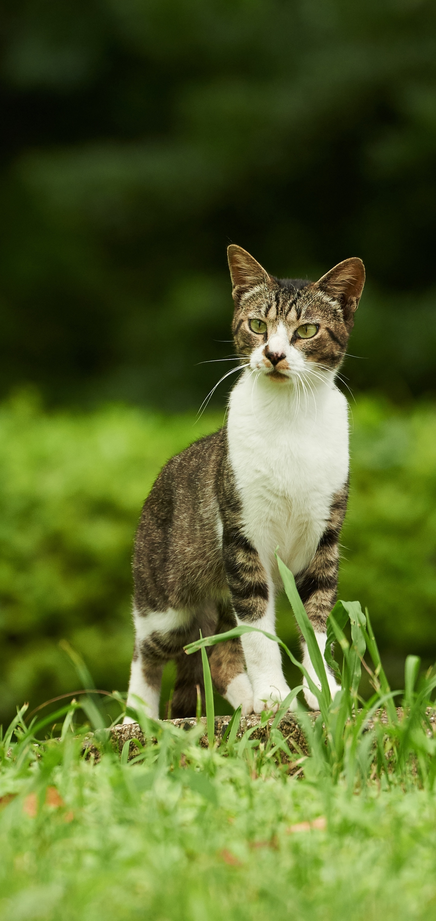 Laden Sie das Tiere, Katzen, Katze-Bild kostenlos auf Ihren PC-Desktop herunter