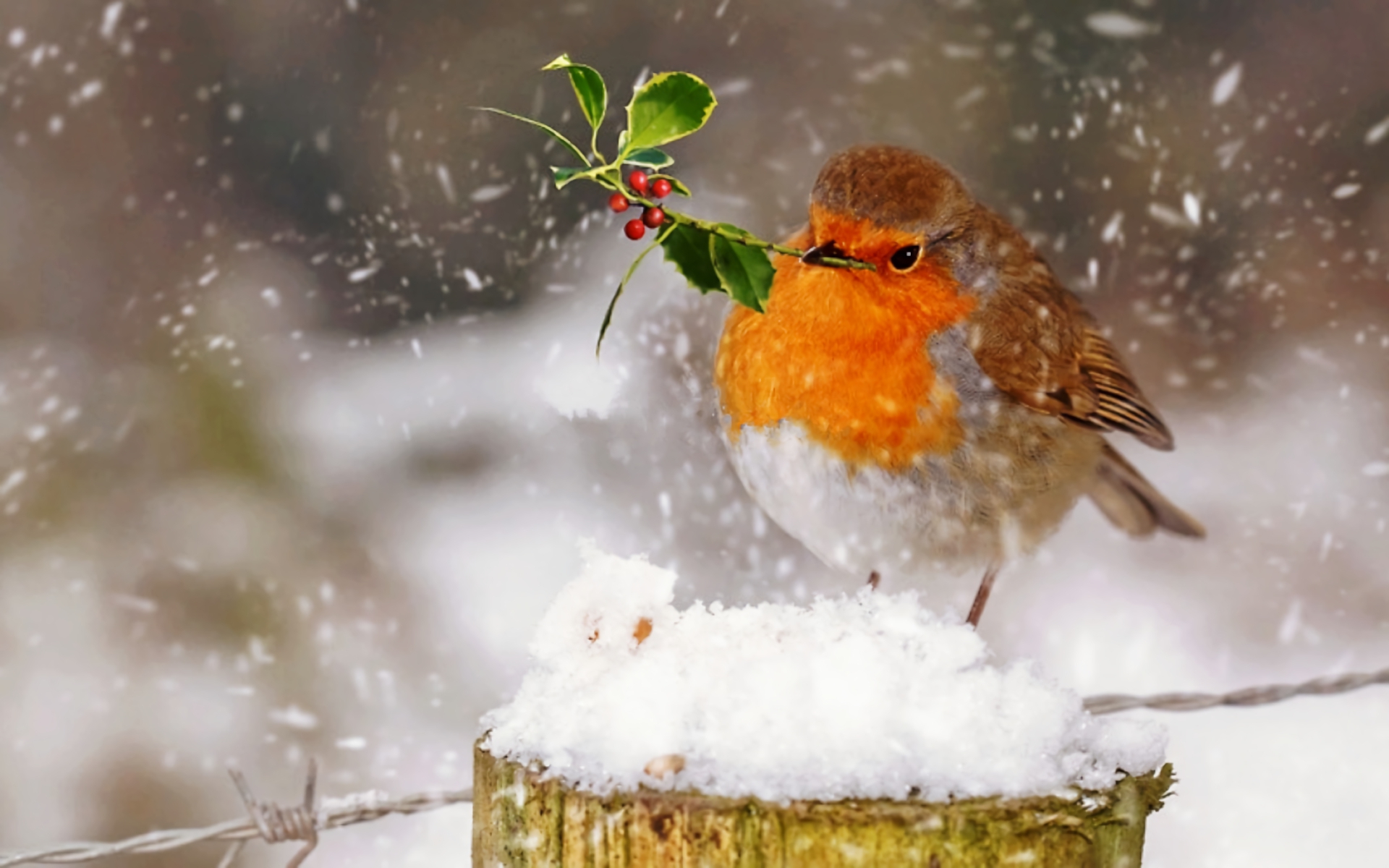 snow, snowfall, animal, robin, bird, cute, birds