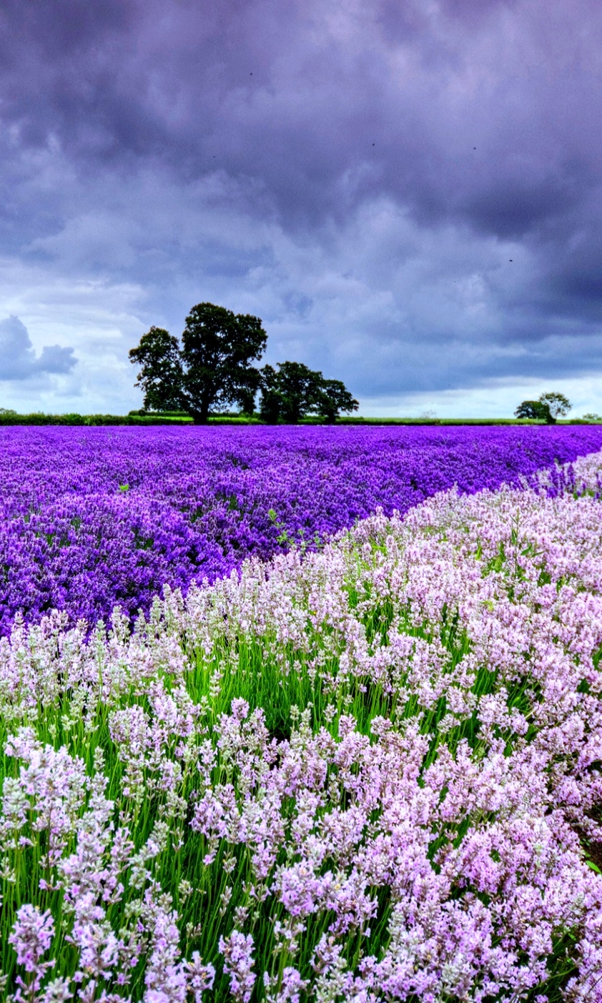 Download mobile wallpaper Nature, Flowers, Flower, Earth, Field, Spring, Lavender for free.