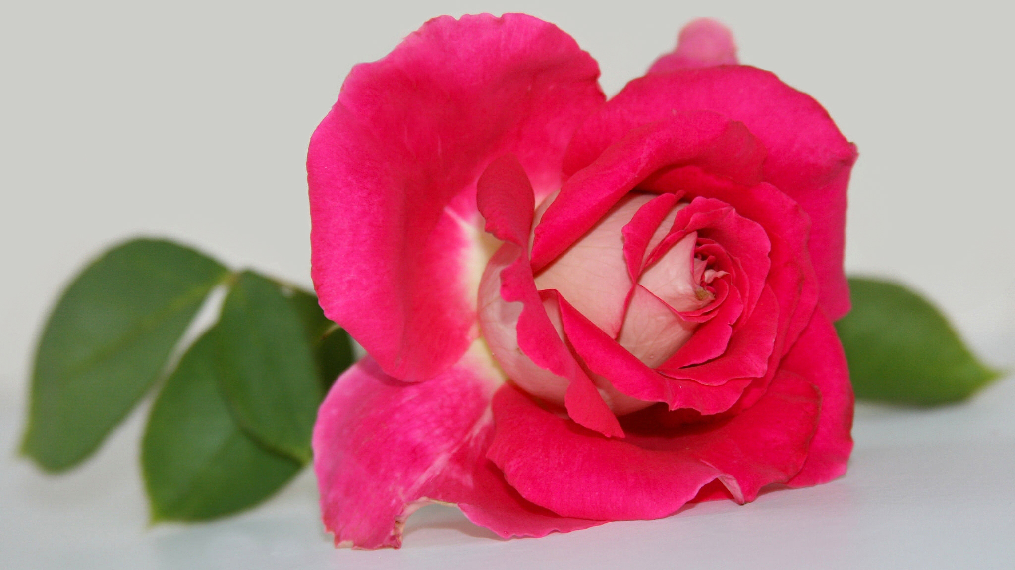 Free download wallpaper Flowers, Flower, Rose, Earth, Pink Flower on your PC desktop