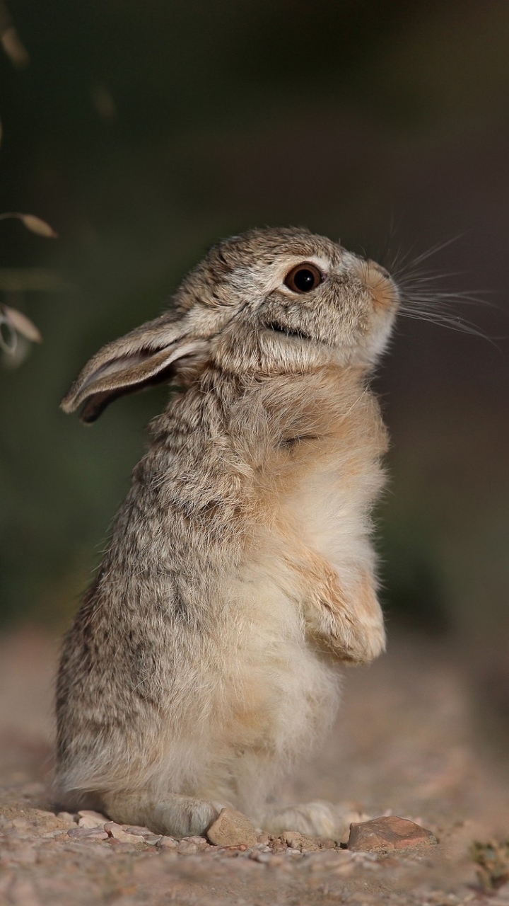 Handy-Wallpaper Tiere, Hase kostenlos herunterladen.