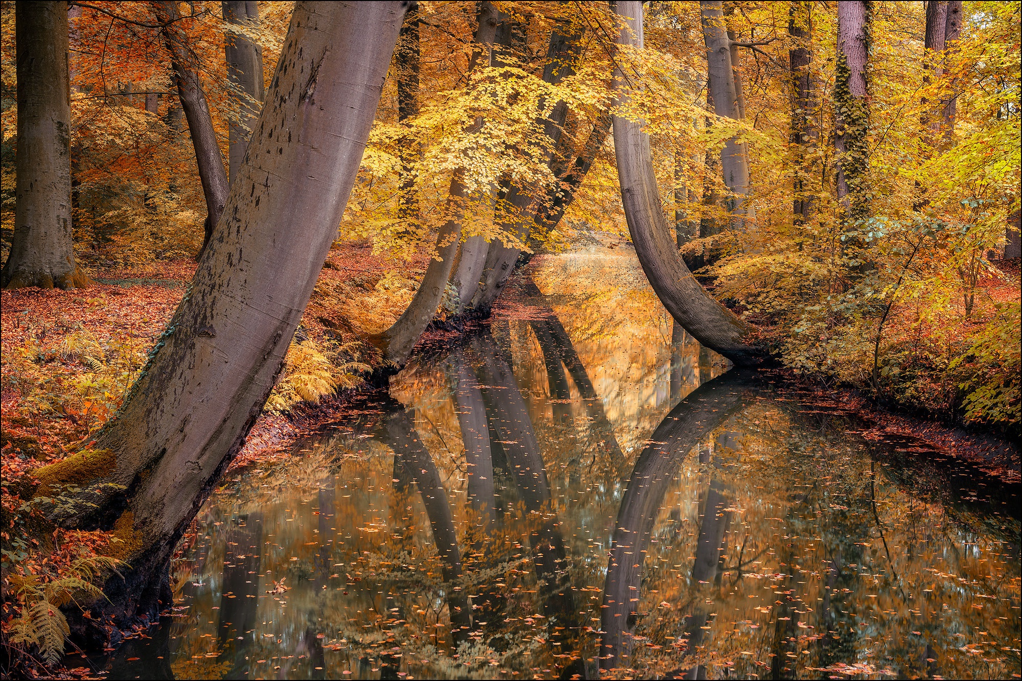 Descarga gratuita de fondo de pantalla para móvil de Naturaleza, Agua, Otoño, Árbol, Tierra/naturaleza, Reflejo.