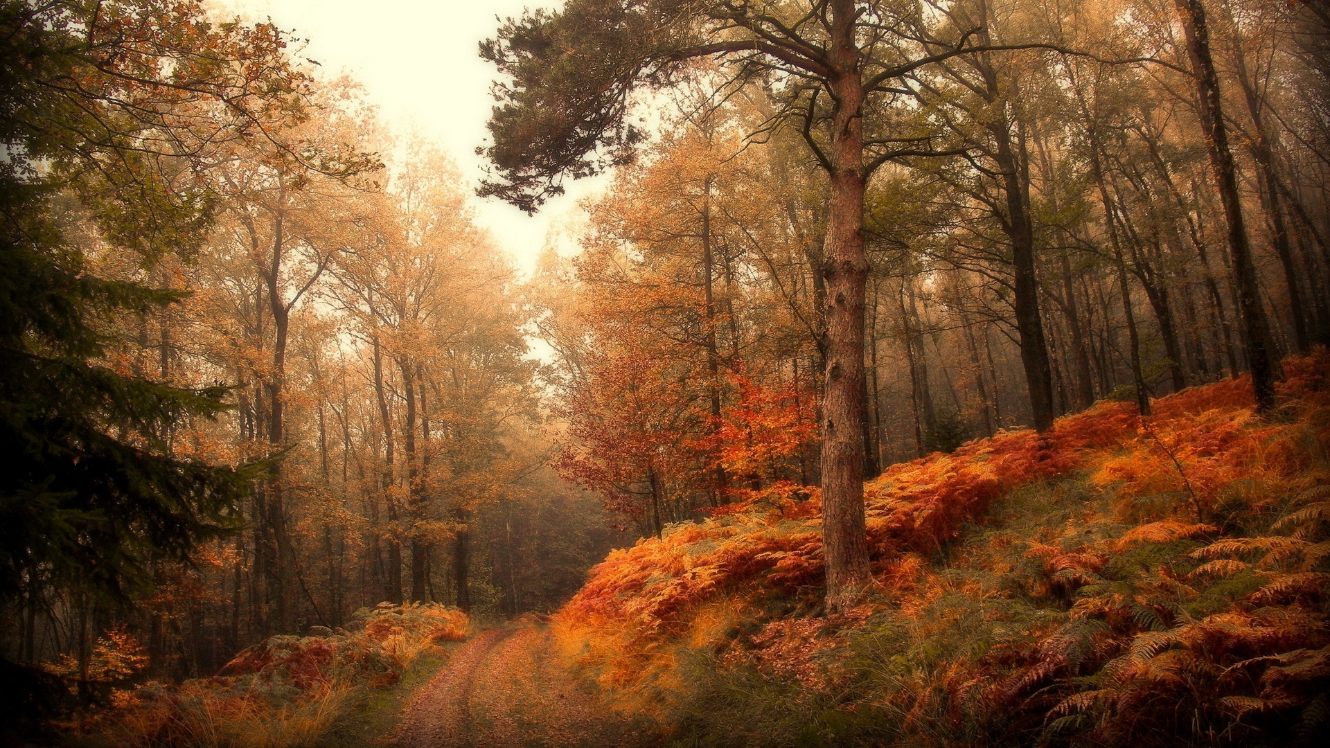 Free download wallpaper Nature, Forest, Leaf, Fall, Earth, Season on your PC desktop
