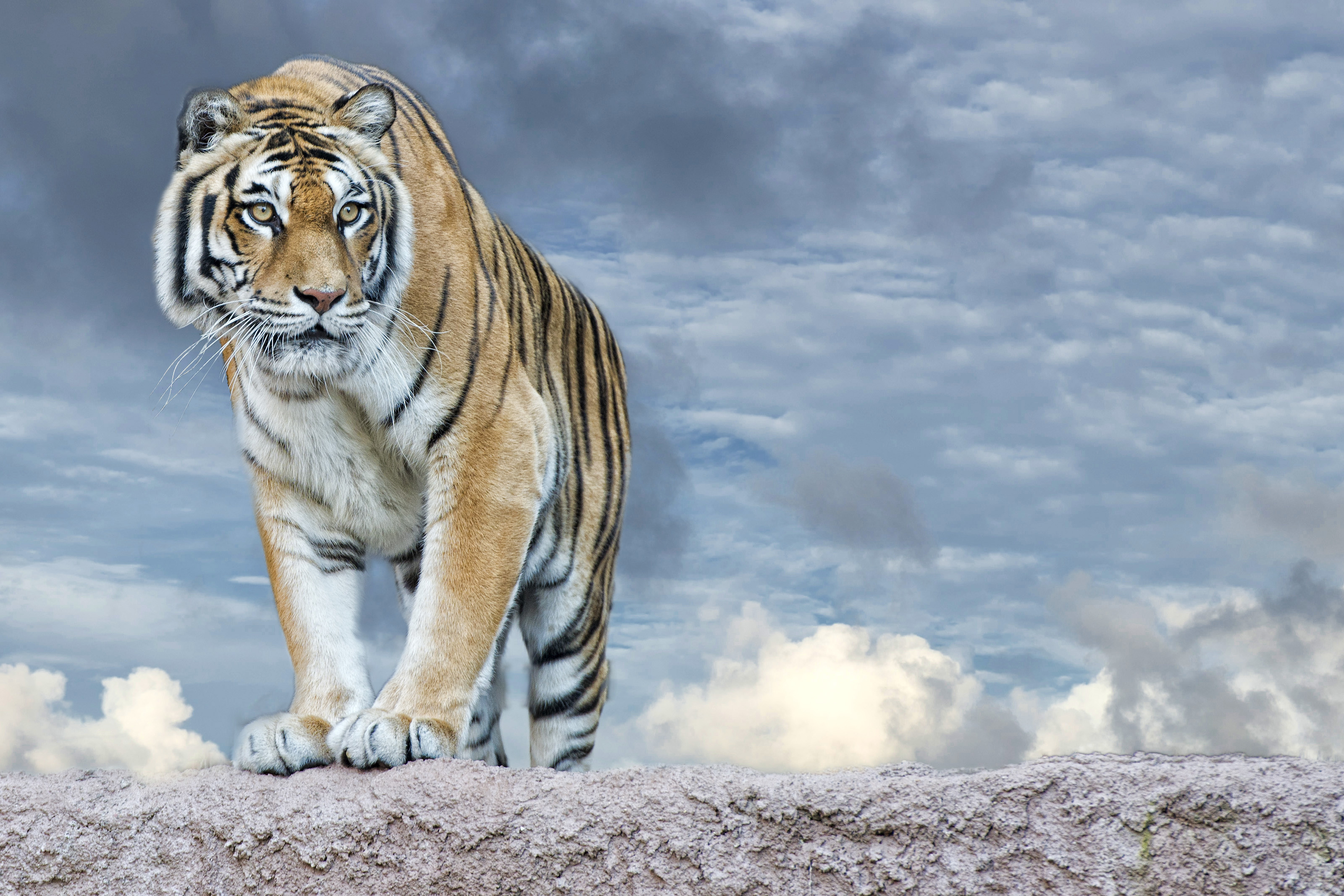 Free download wallpaper Cats, Tiger, Animal on your PC desktop