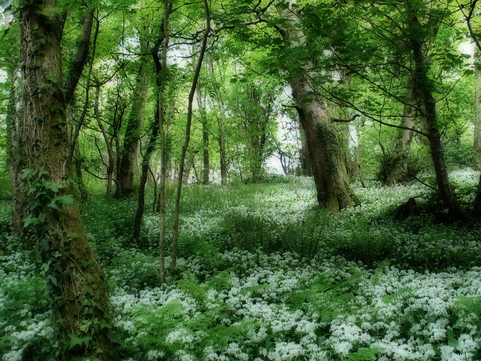 Téléchargez des papiers peints mobile Forêt, Terre/nature gratuitement.