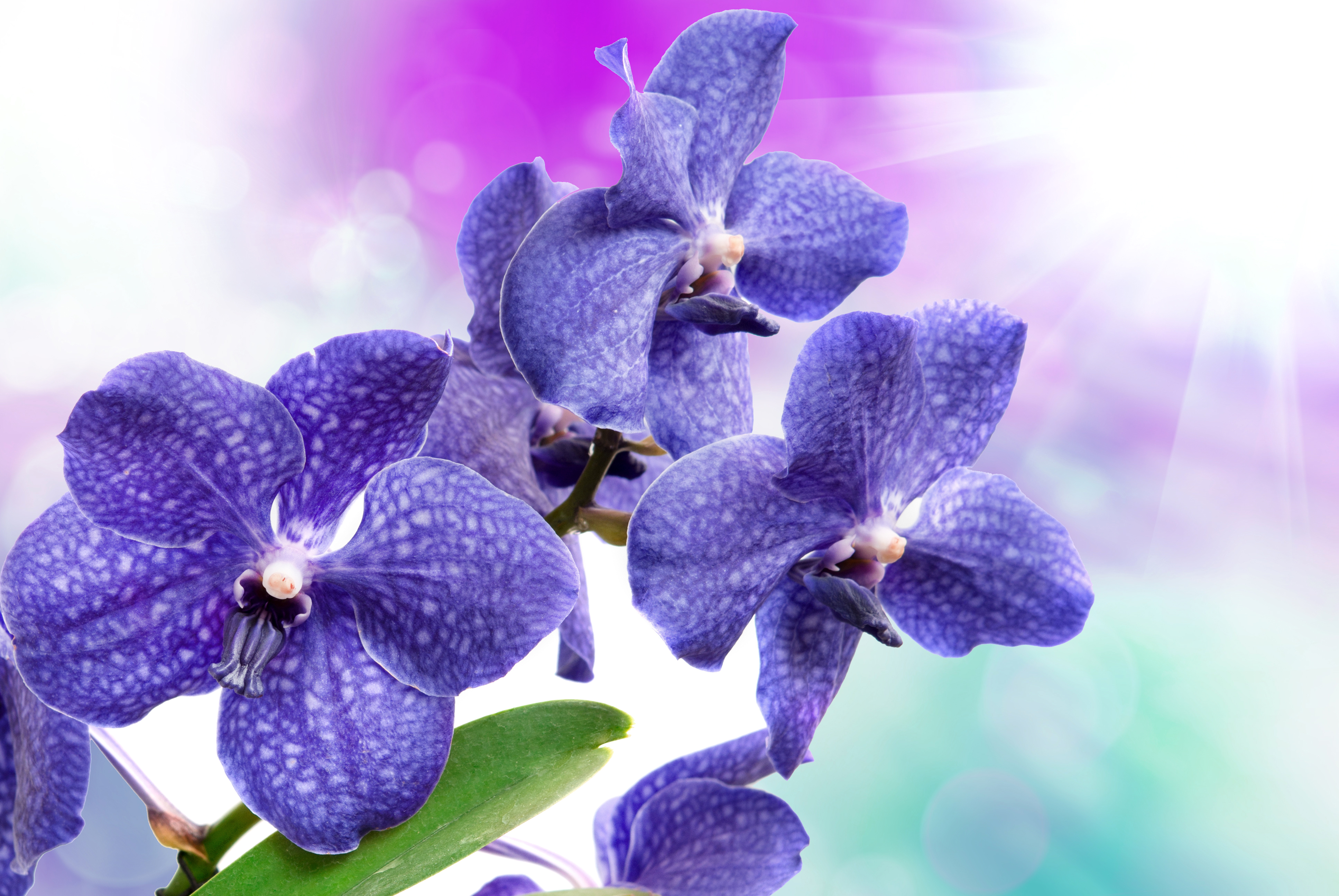 Скачать обои бесплатно Цветок, Орхидея, Фиолетовый Цветок, Земля/природа, Флауэрсы картинка на рабочий стол ПК