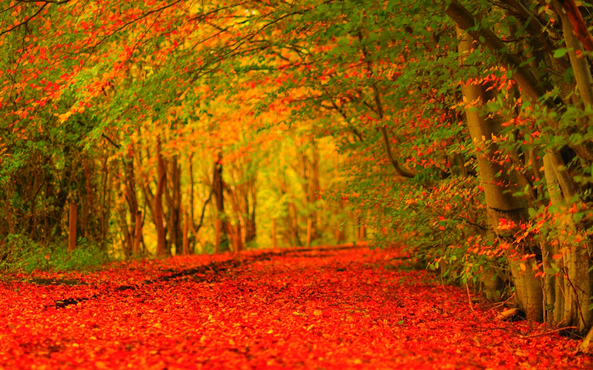 Download mobile wallpaper Forest, Leaf, Fall, Earth, Path for free.