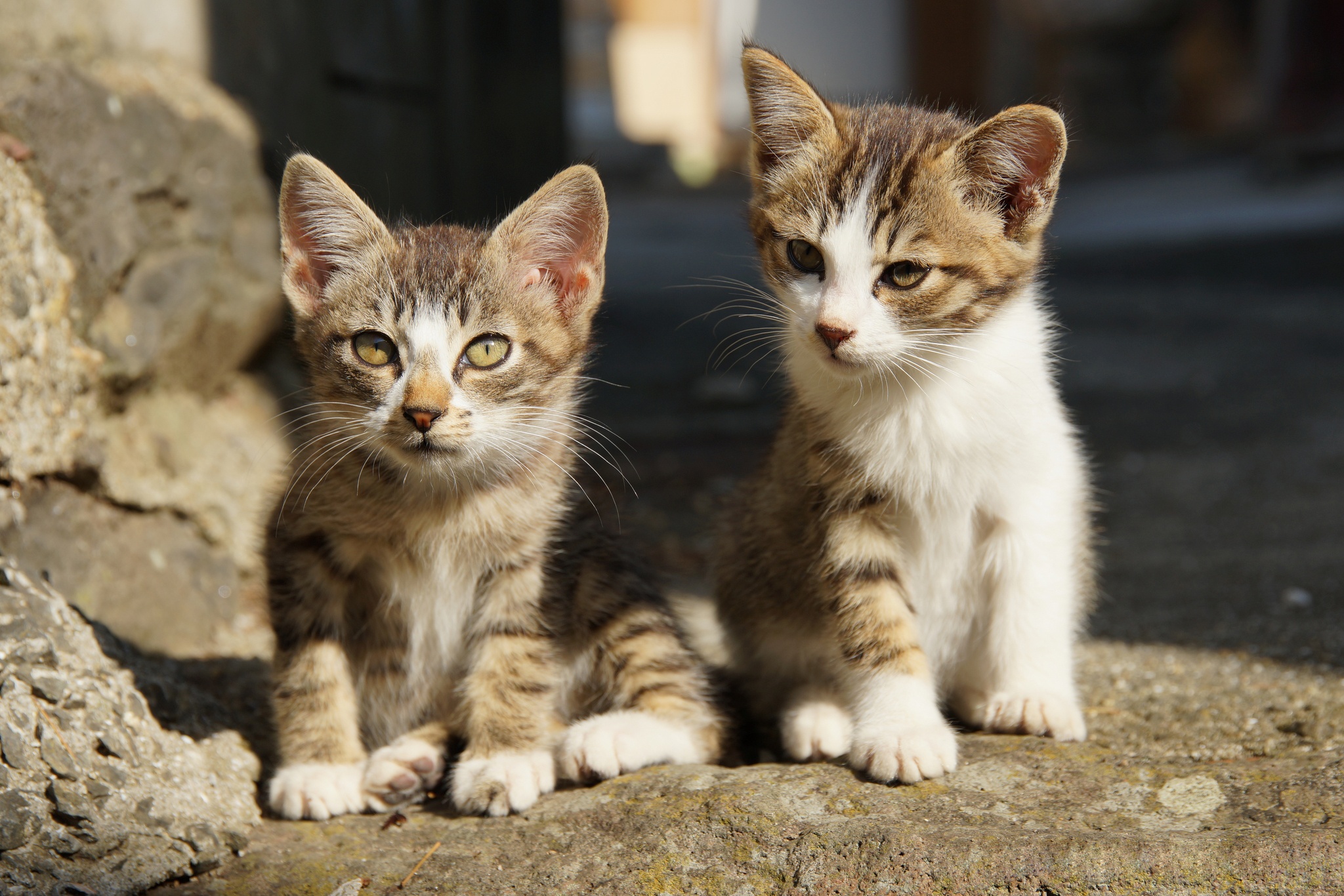 Free download wallpaper Cats, Cat, Kitten, Animal, Baby Animal on your PC desktop