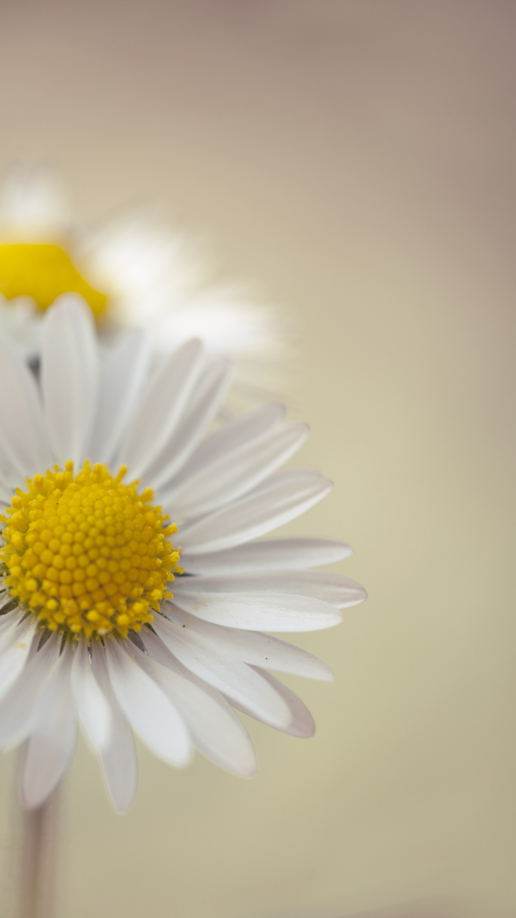 Descarga gratuita de fondo de pantalla para móvil de Flores, Margarita, Tierra/naturaleza.