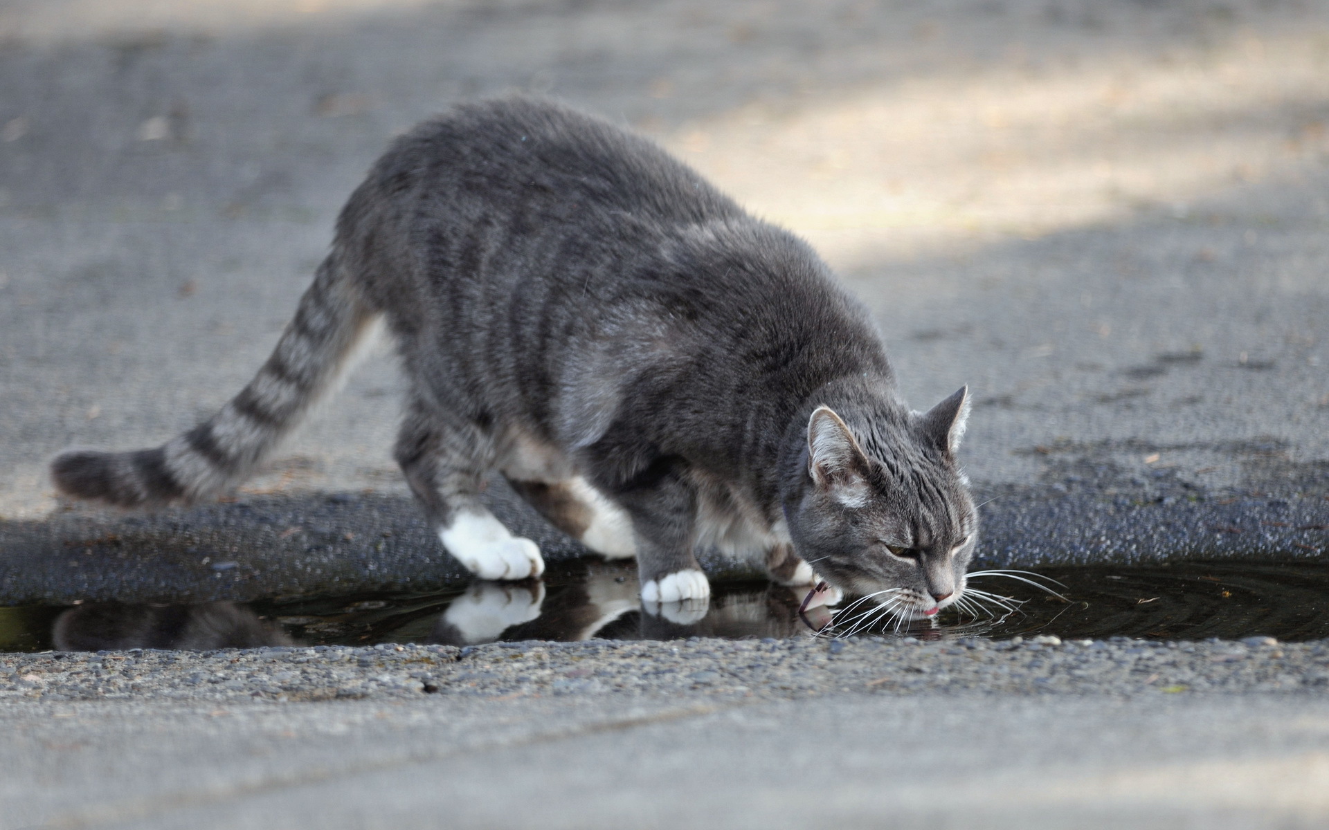 Descarga gratuita de fondo de pantalla para móvil de Gato, Gatos, Animales.