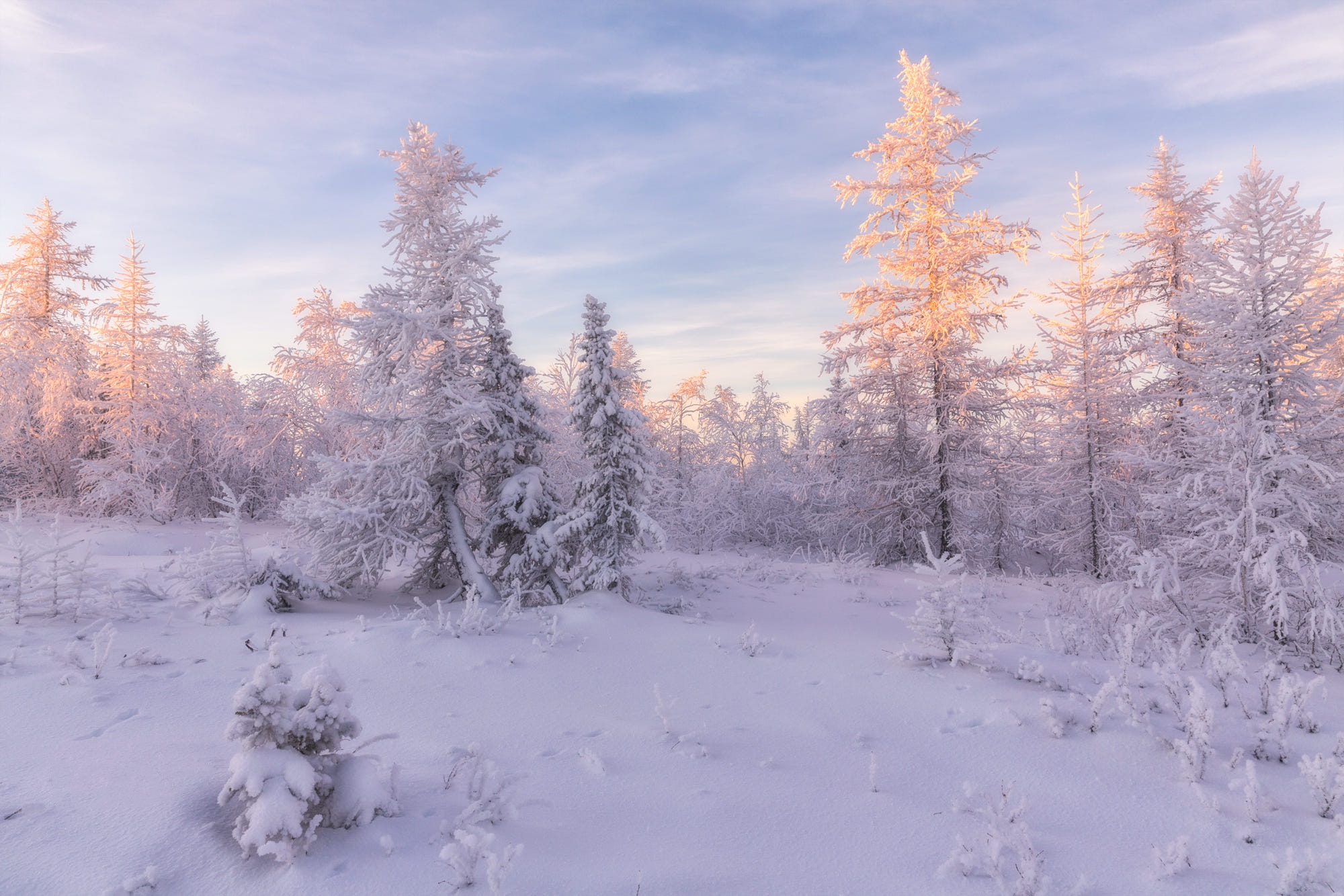 PCデスクトップに冬, 雪, モミの木, 森, 日の出, 地球, 朝画像を無料でダウンロード